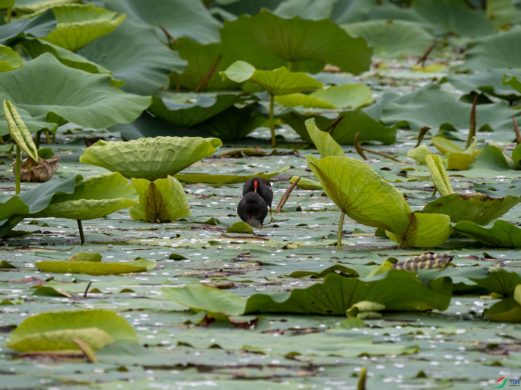 ��ˮ������һ��1