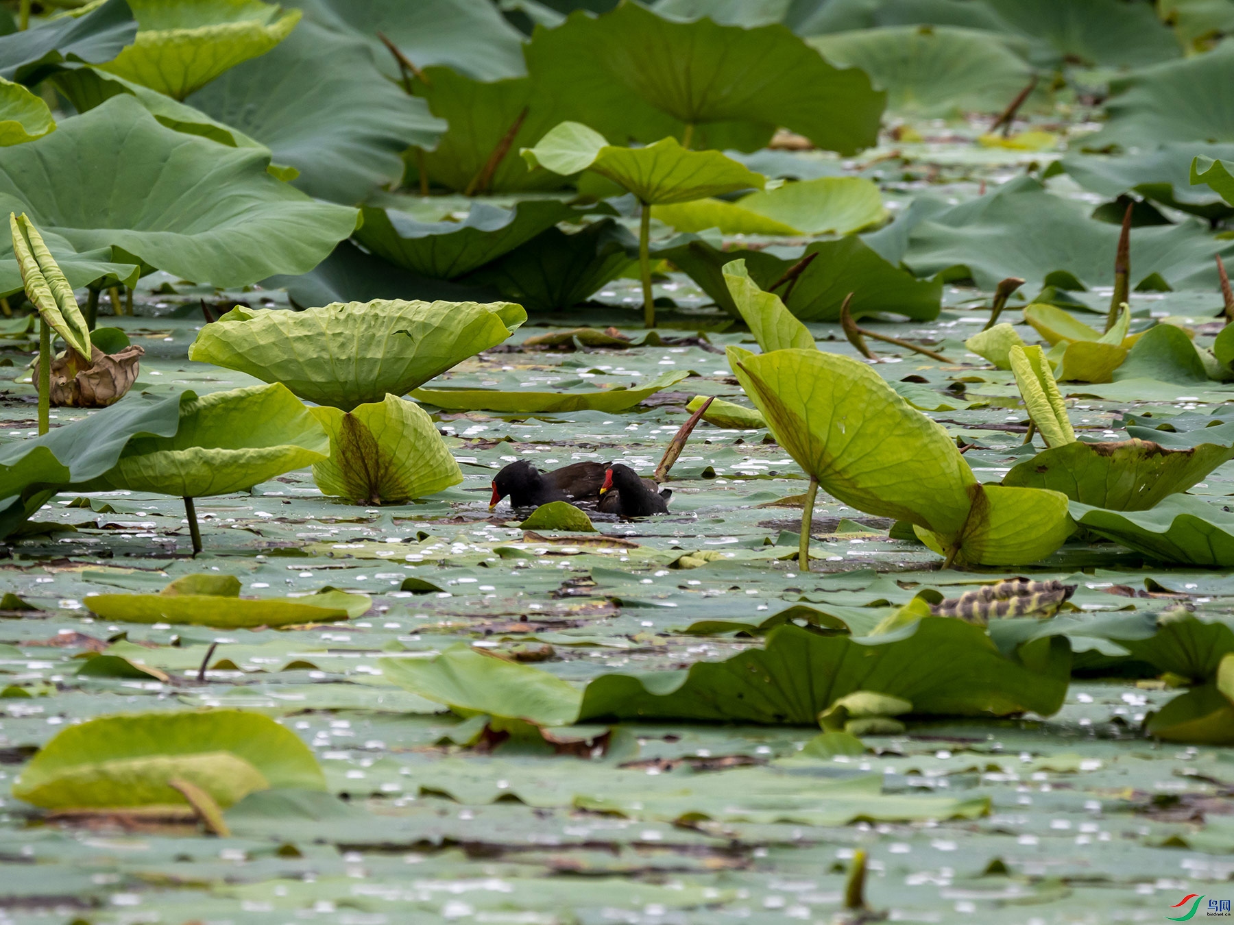 ��ˮ������һ��4