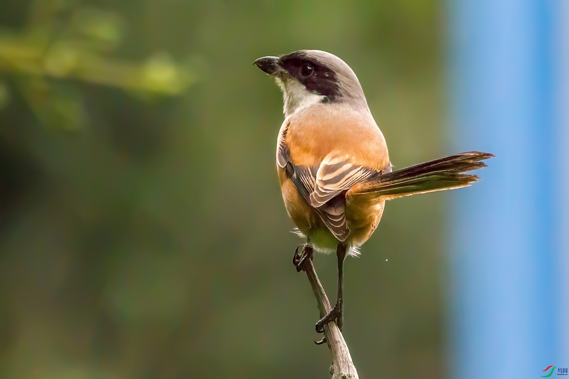 �ر����� (2).jpg