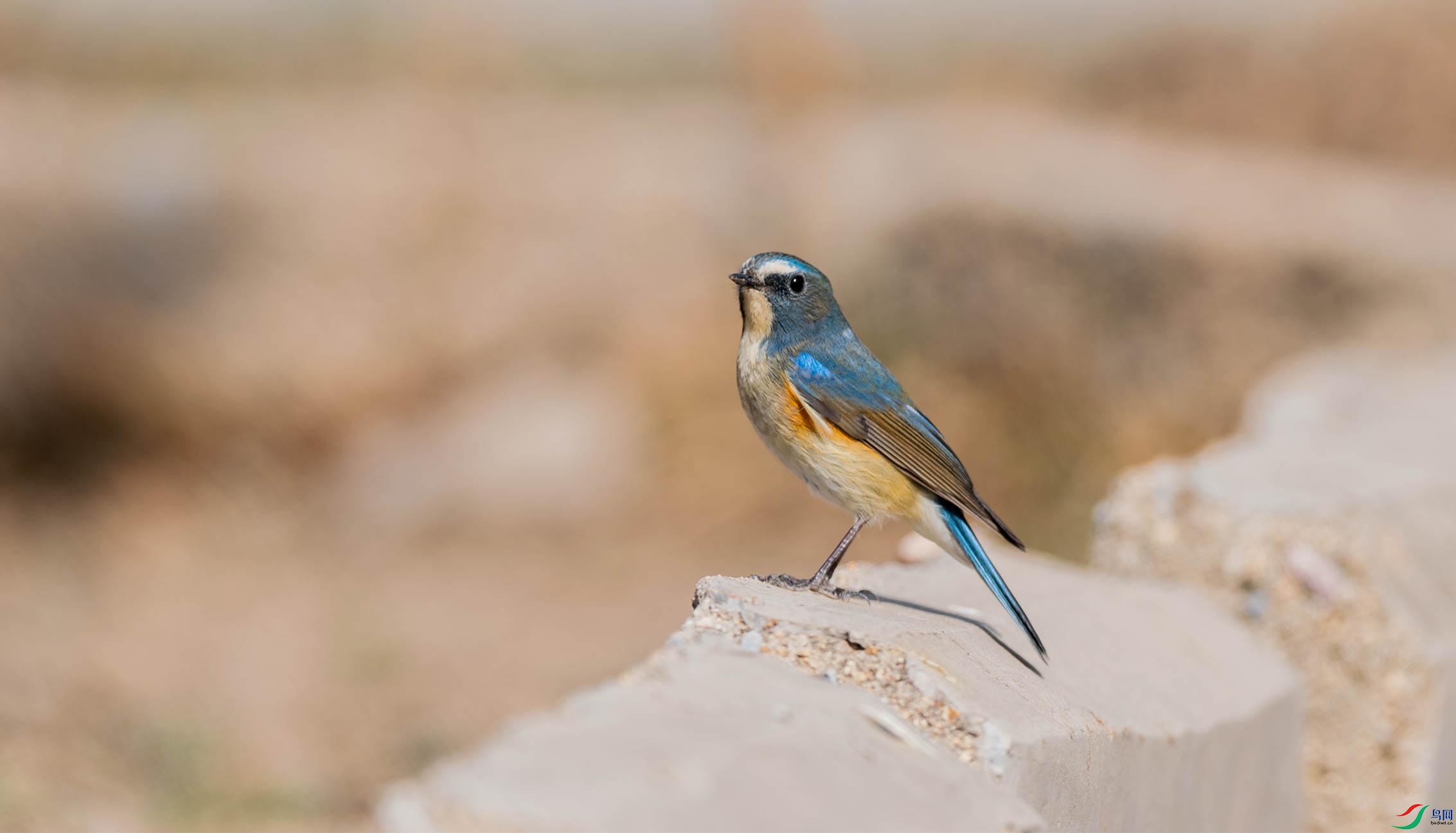 DSC_0033-3 - ���� - ����.jpg