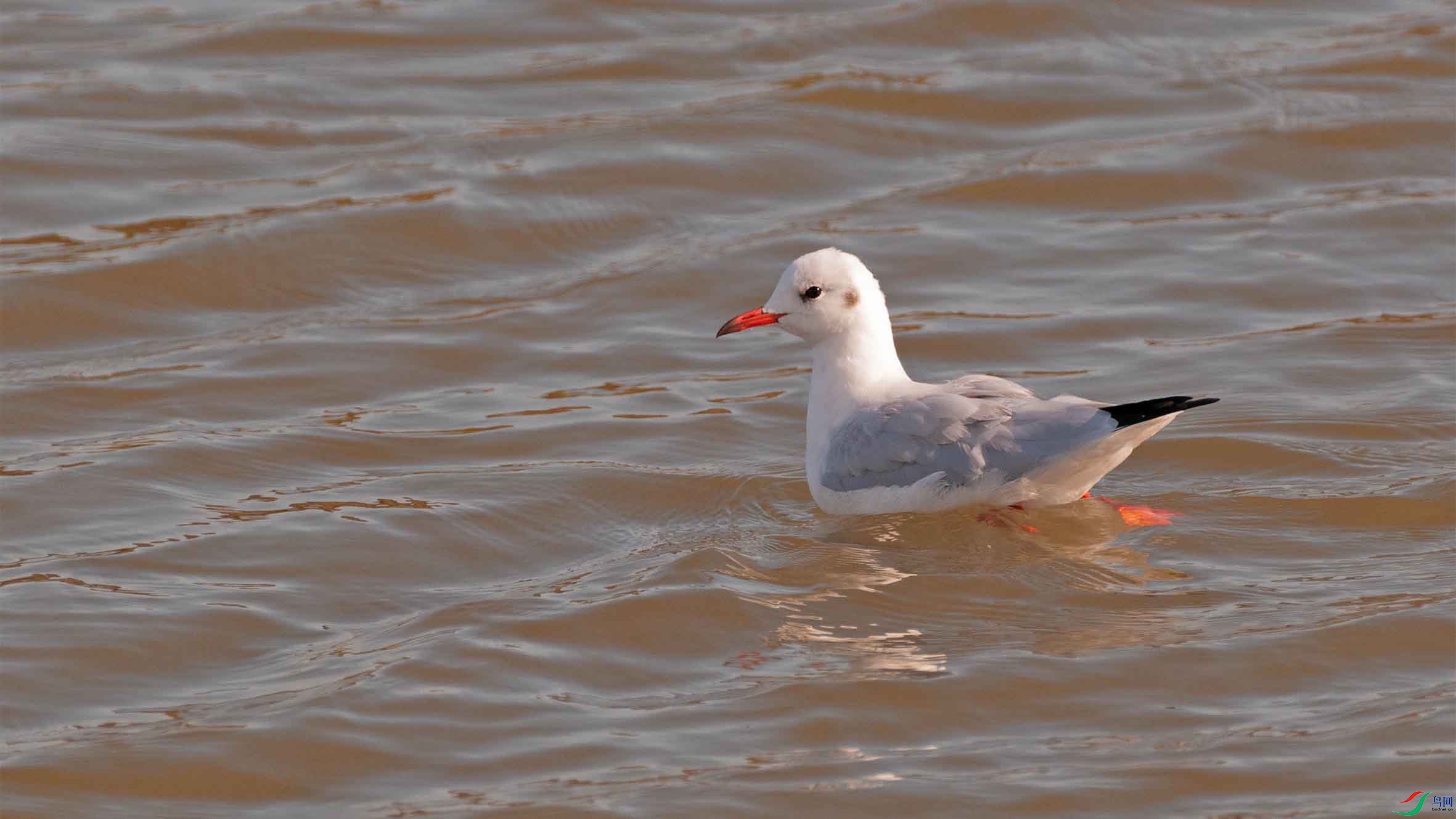 DSC_1900-3 - ����.jpg