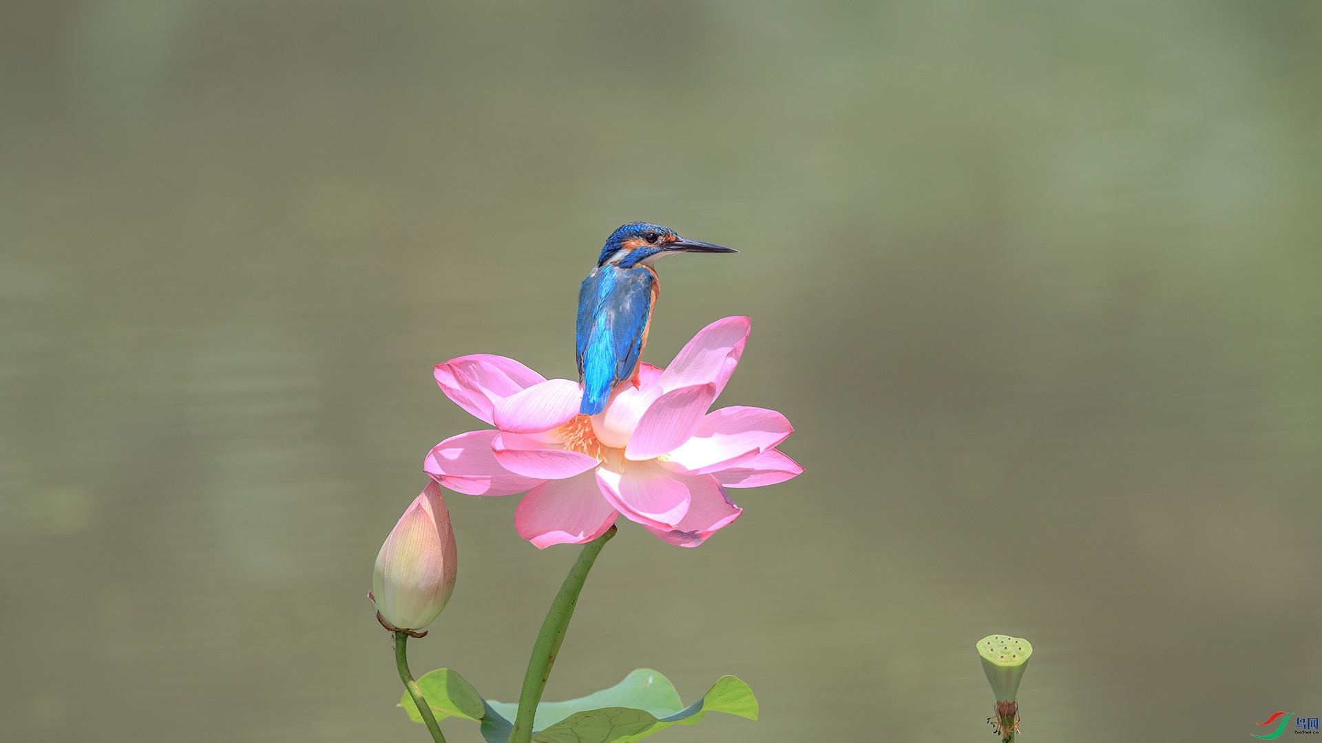 1DX_2087 ���� 2.jpg