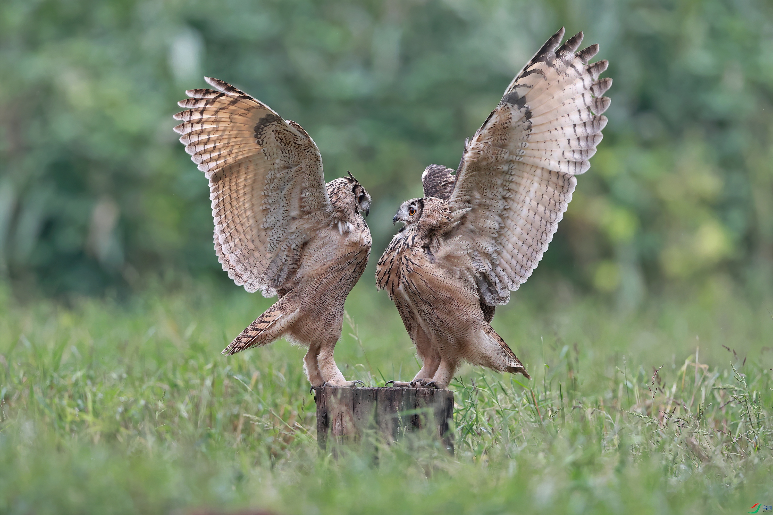 中国模样最俊美的猫头鹰—《雕鸮》