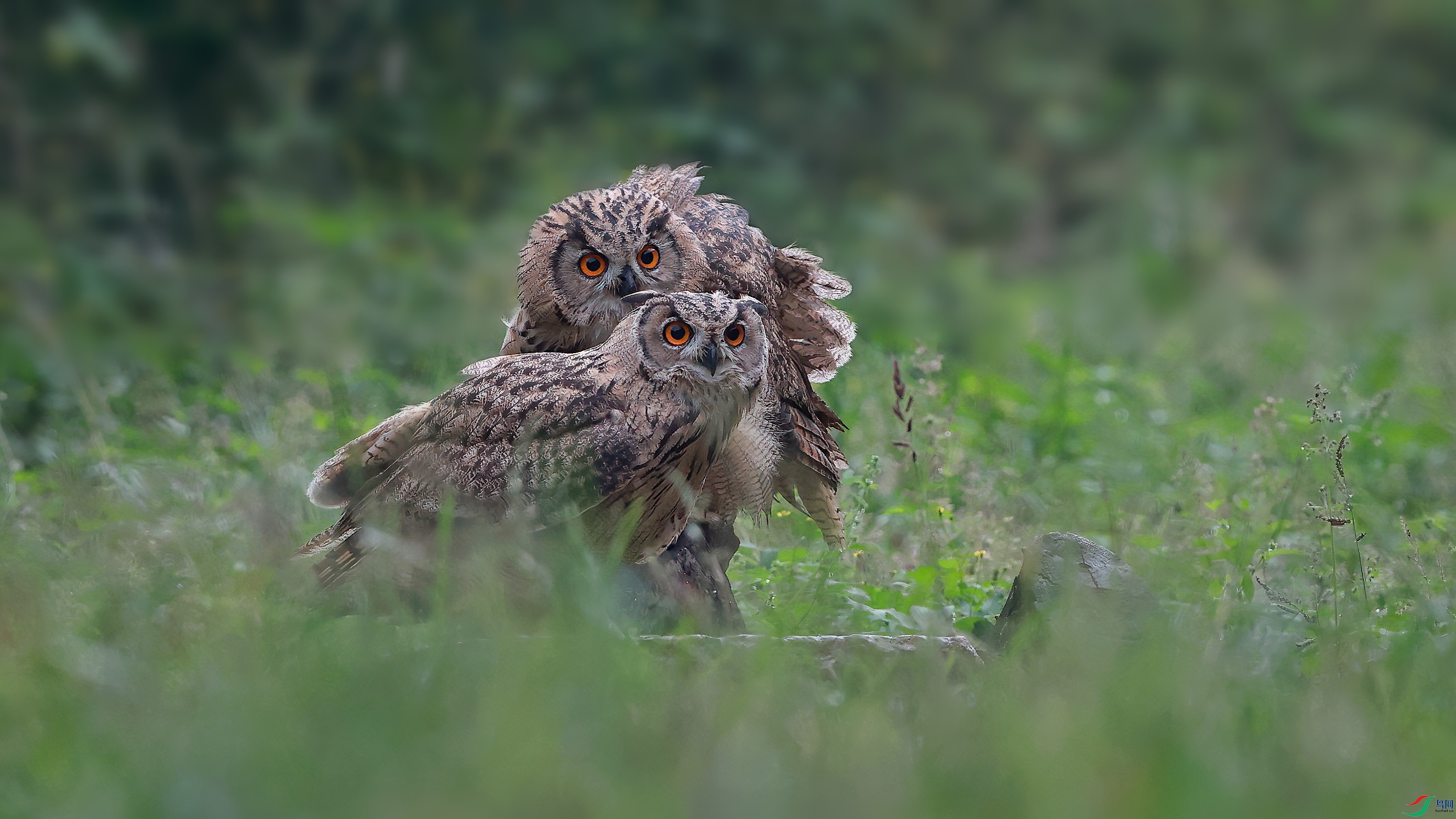 中国模样最俊美的猫头鹰—《雕鸮》