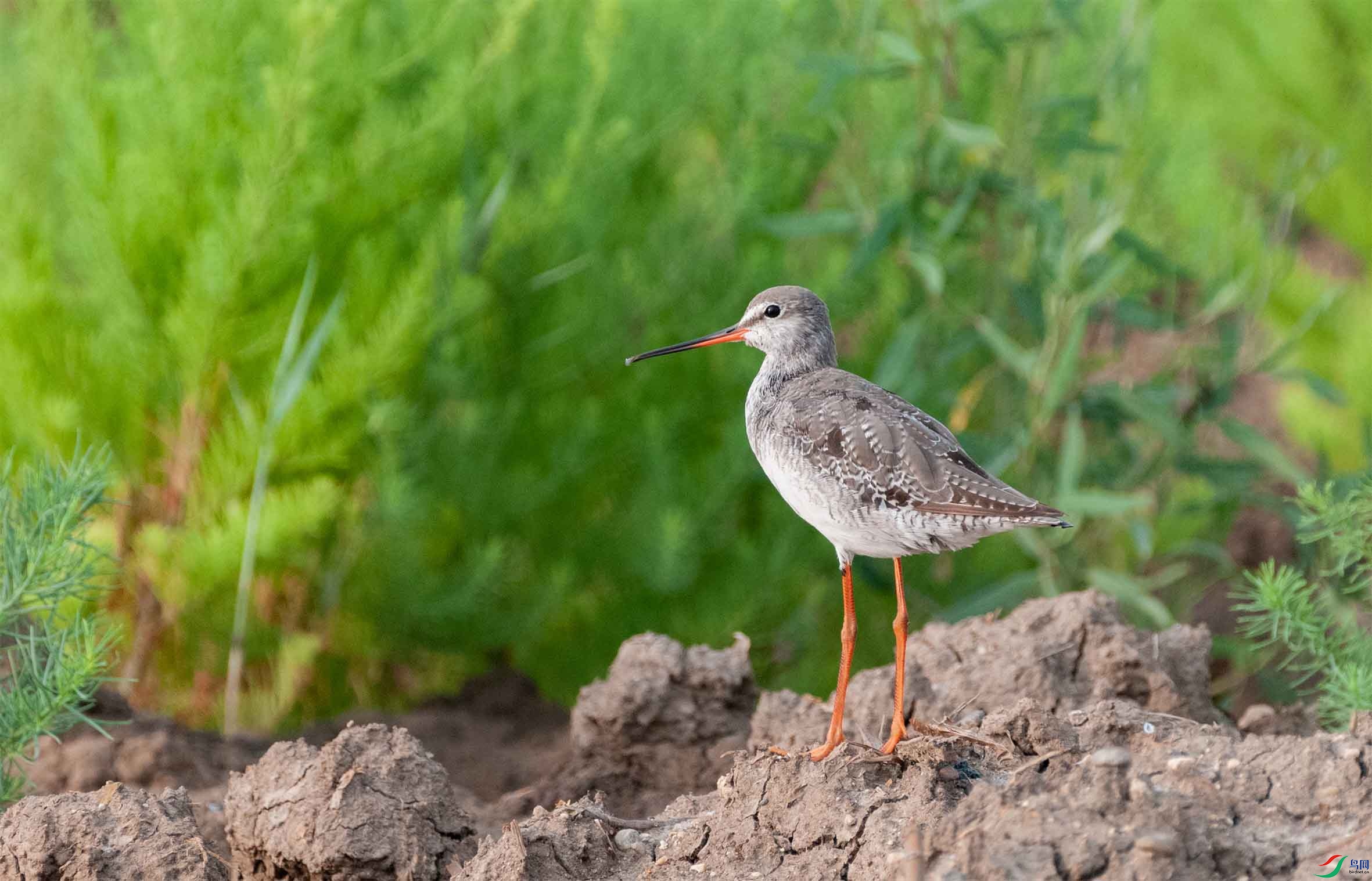 DSC_9550-3 - ����.jpg