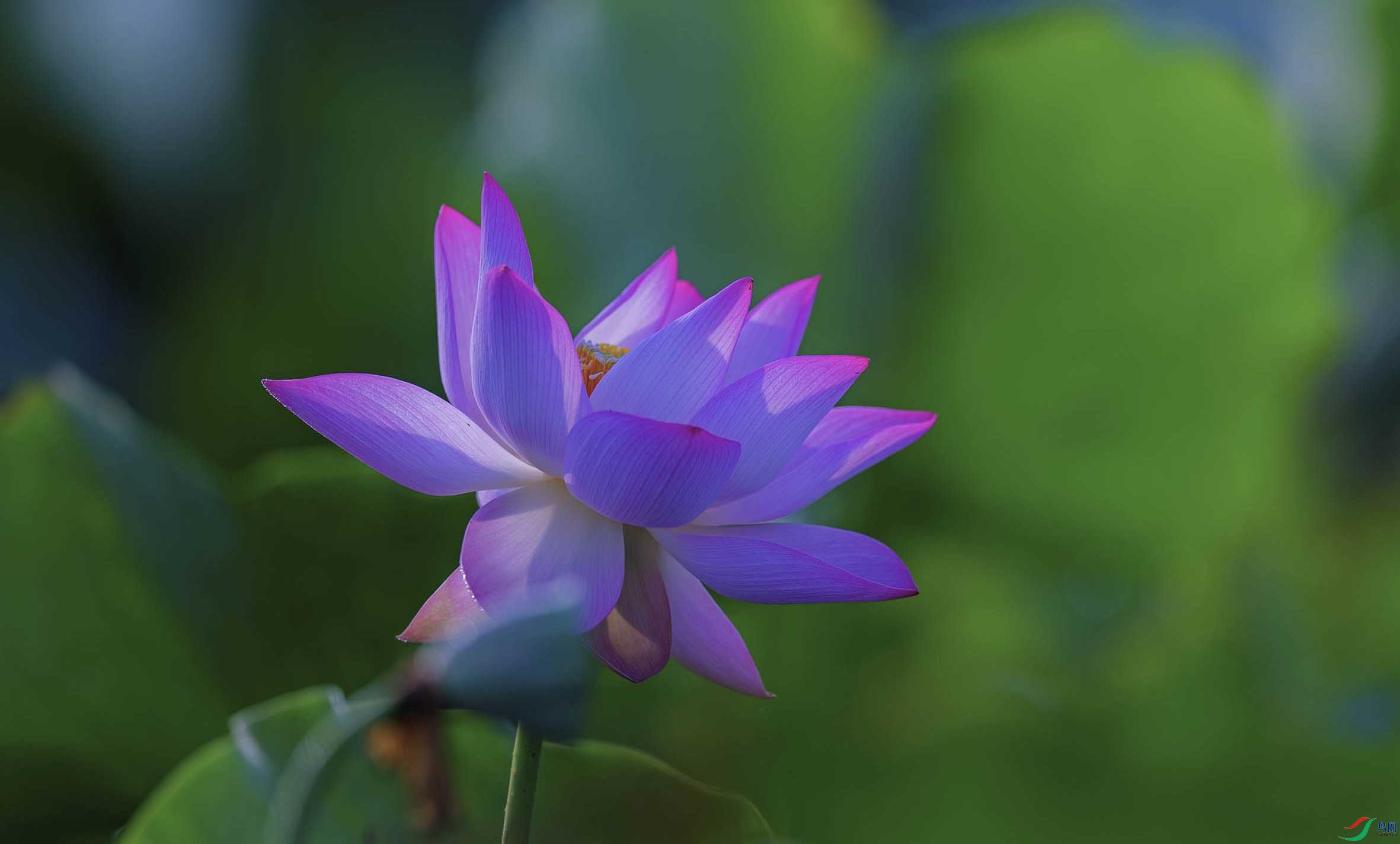 DSC_2650-3 - ����.jpg