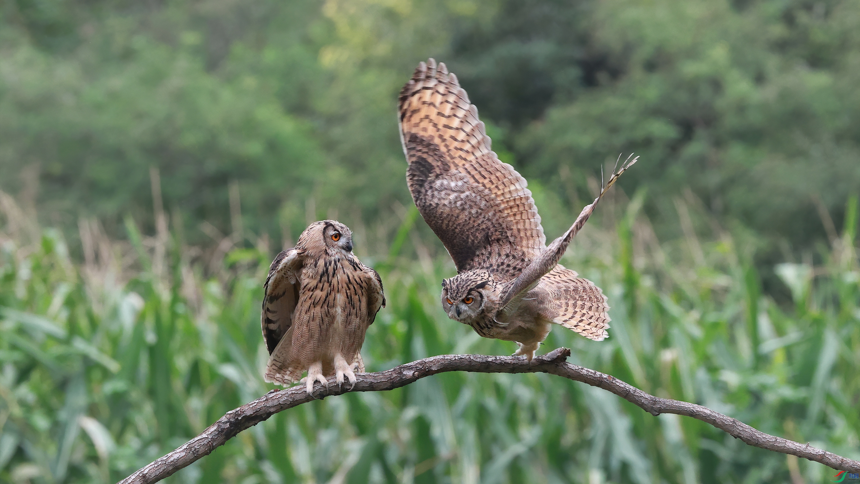 _O8I0259-DeNoiseAI-denoise_���� - ����.jpg