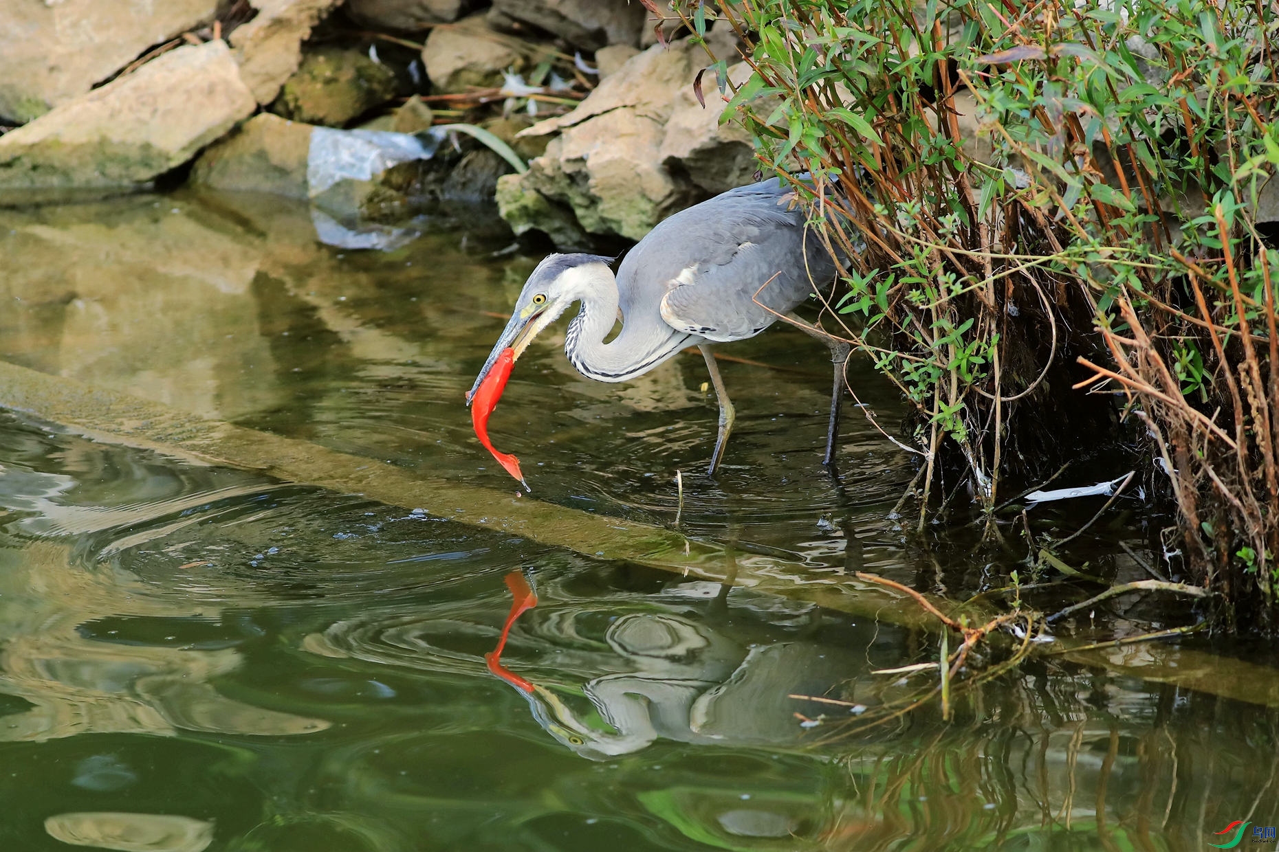 �����Ժ���4