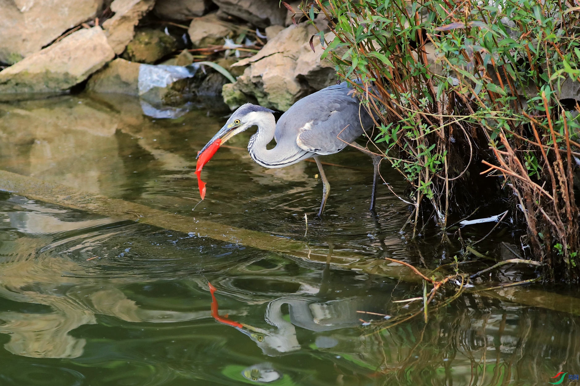 �����Ժ���5