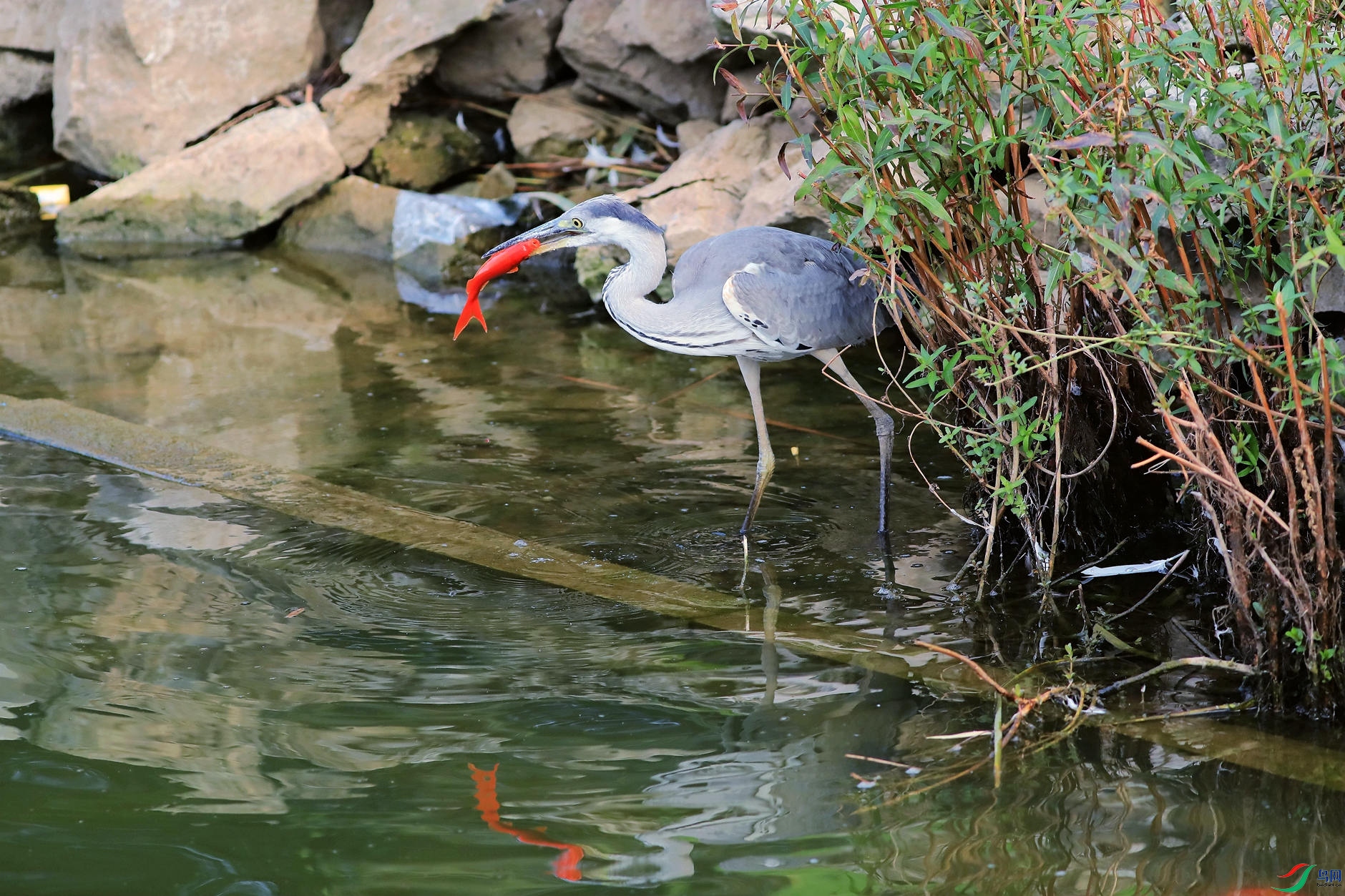 �����Ժ���7