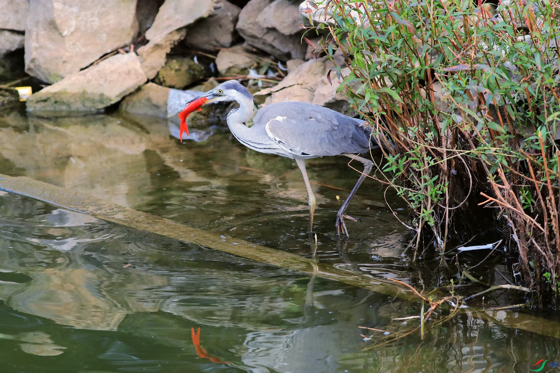 �����Ժ���8