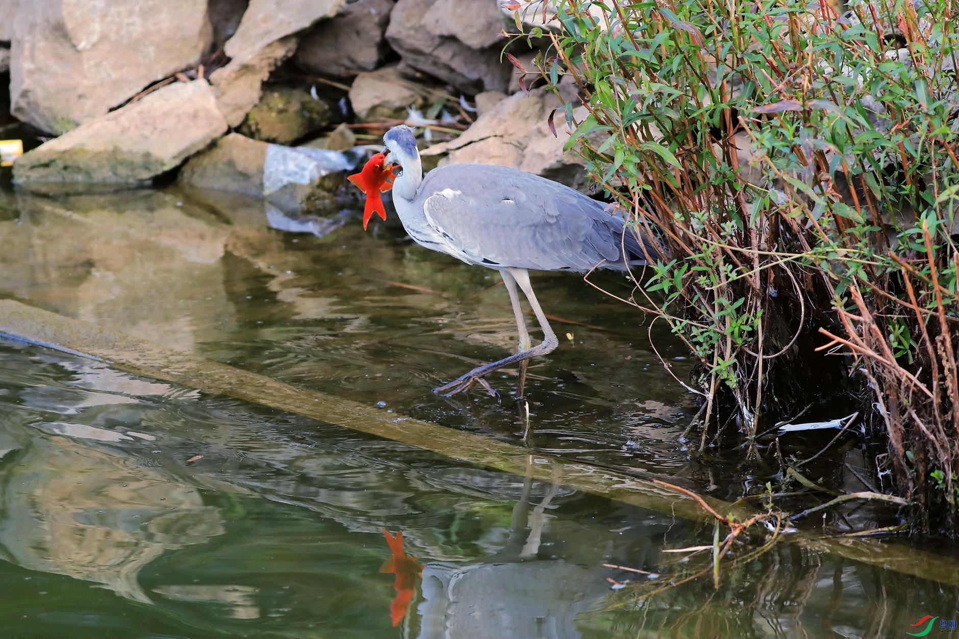 �����Ժ���9