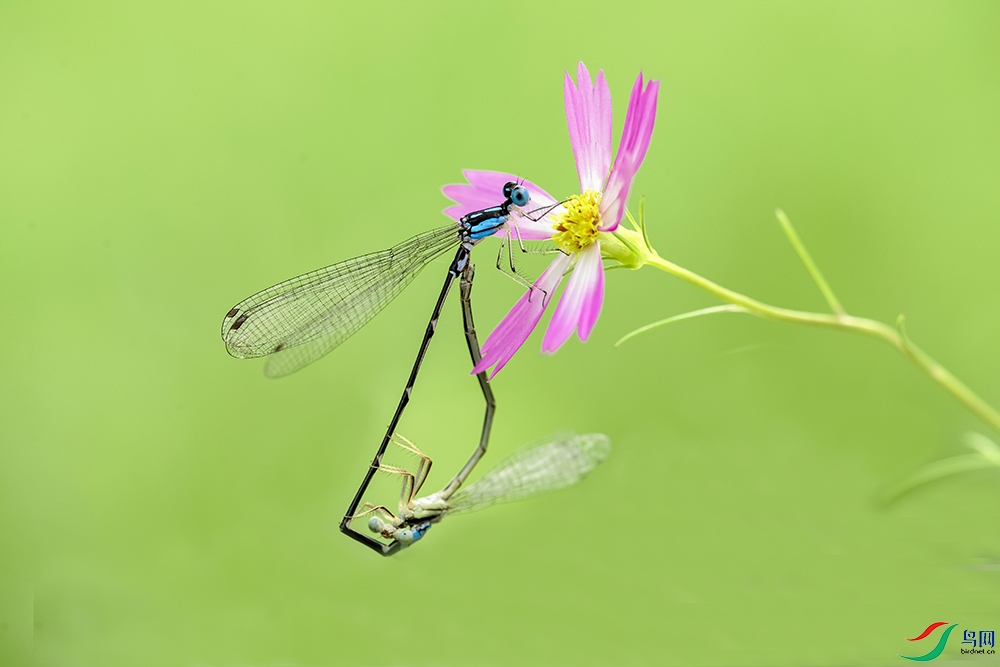 DSC_9628a4.jpg