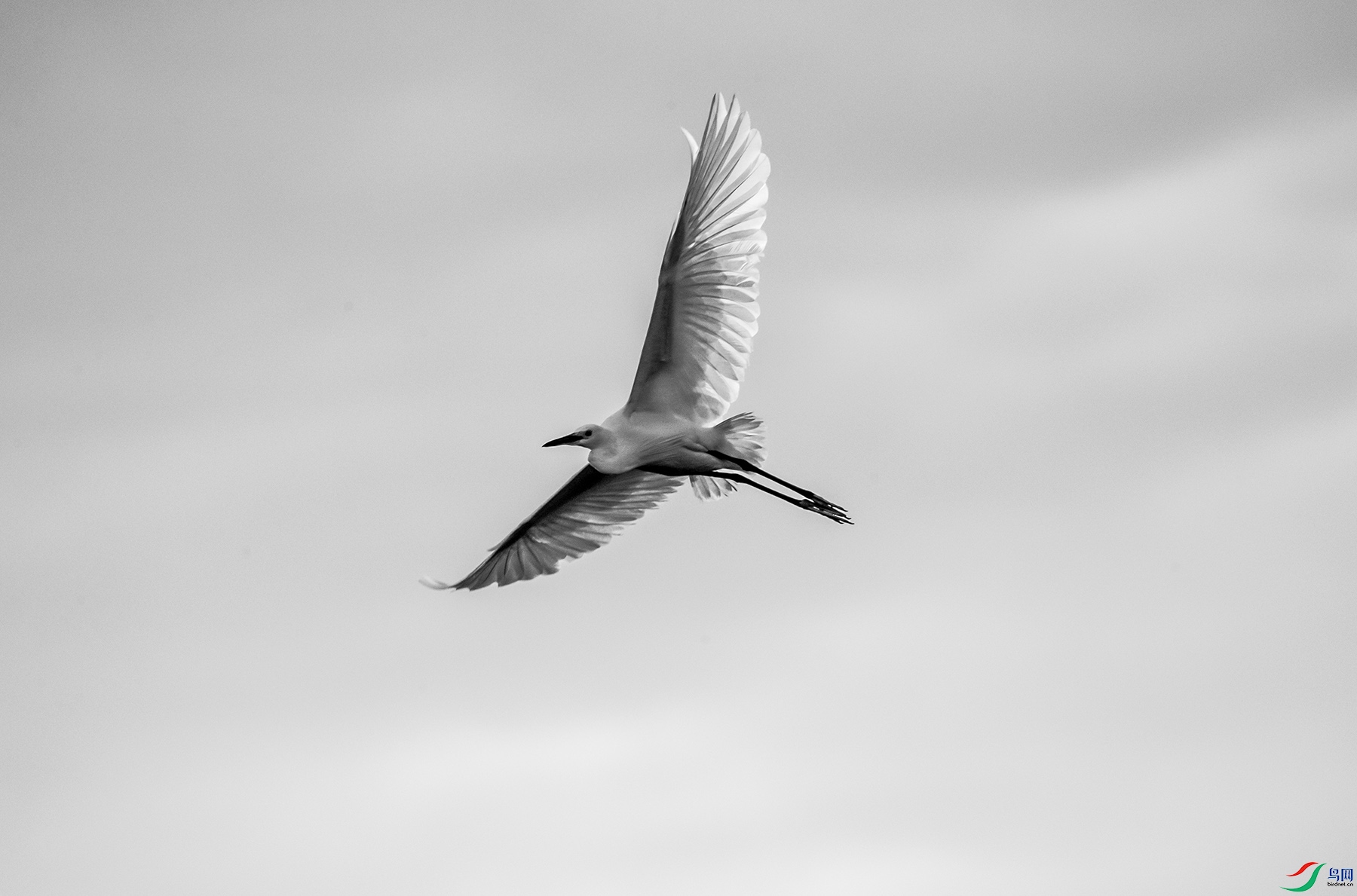 展翅高飞入云海