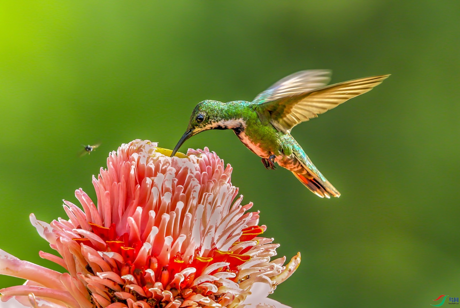 在西洋球菊上有一只蜜蜂和一只紫喉宝石蜂鸟.