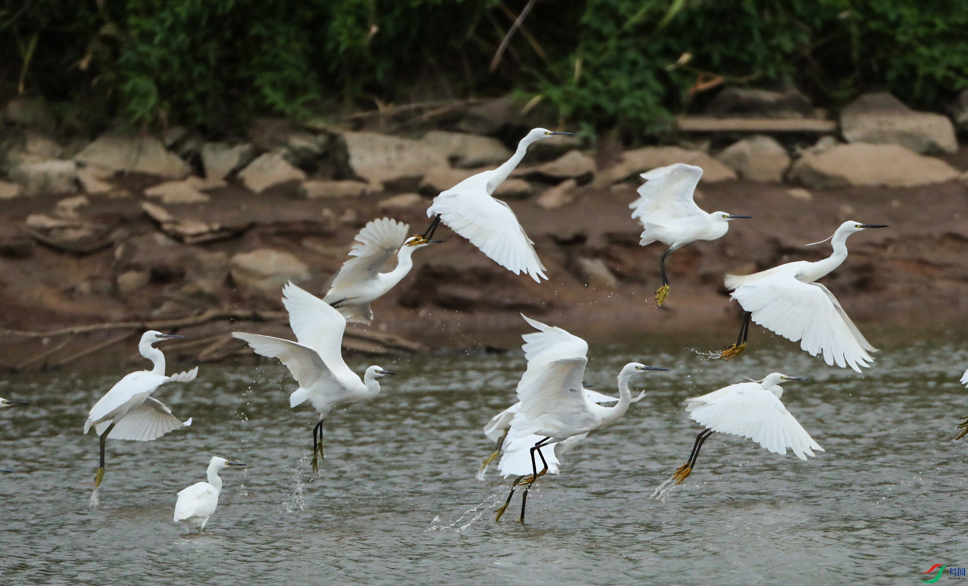 白鹭飞翔