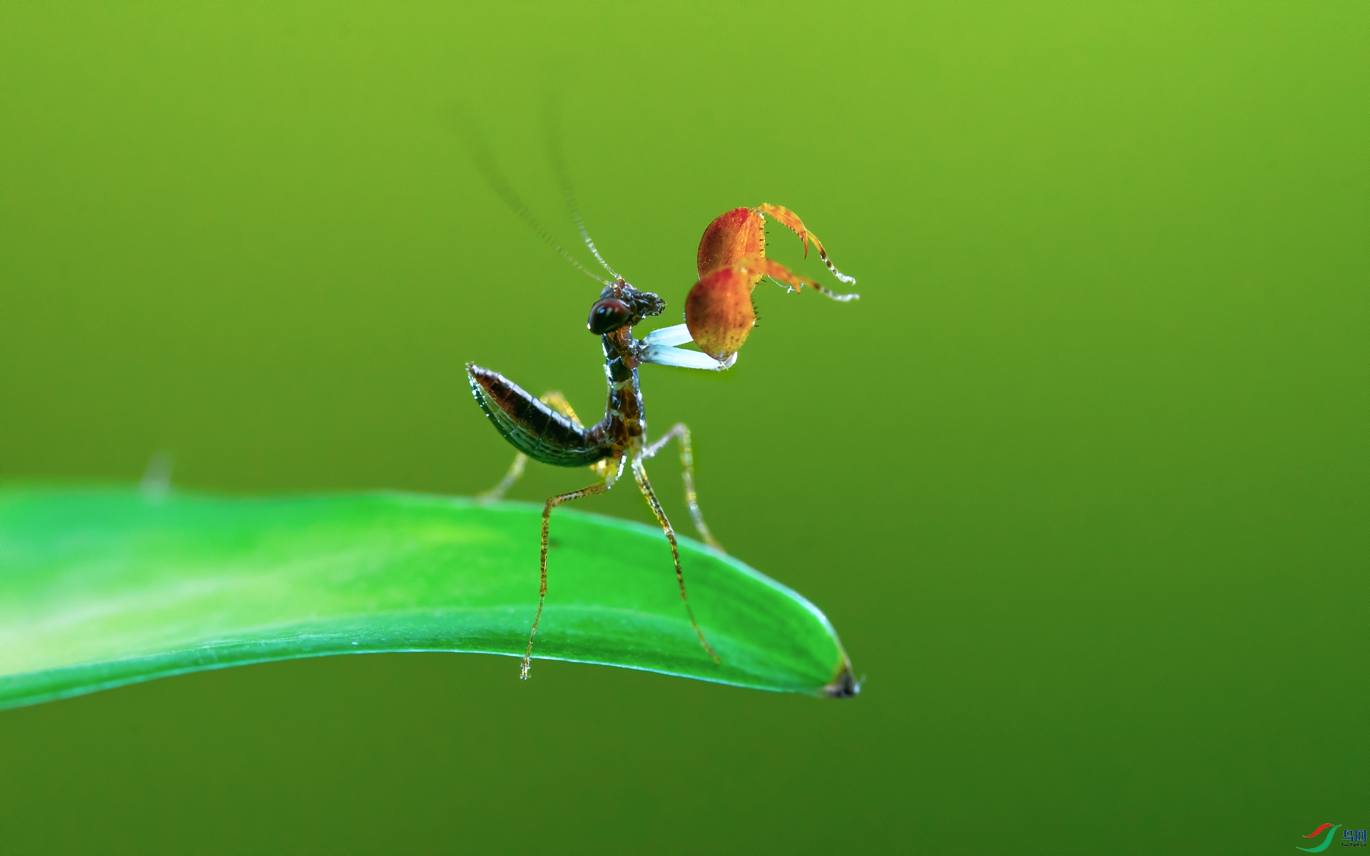 霍氏巨腿螳螂图片