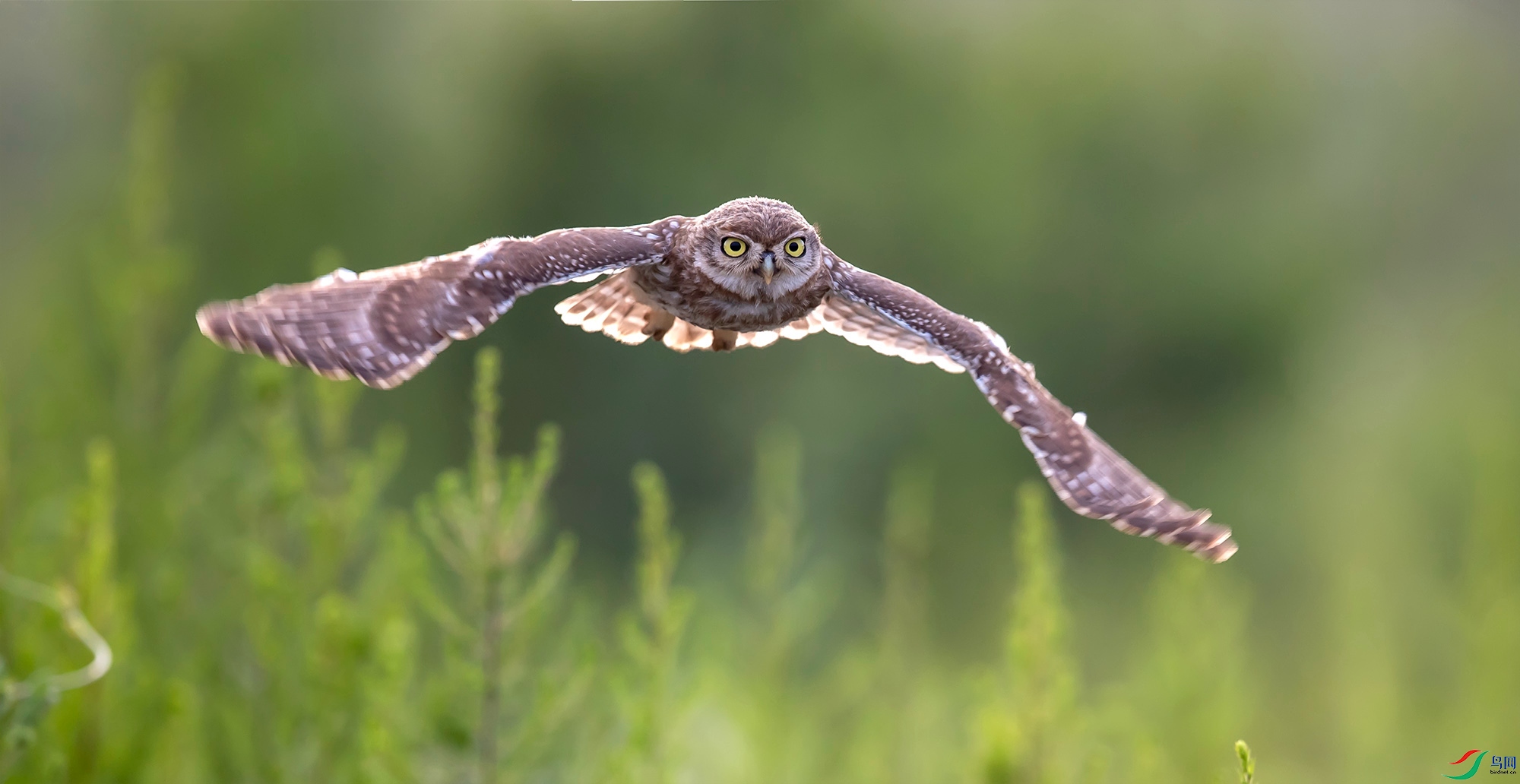 ���Ƹ�С�^