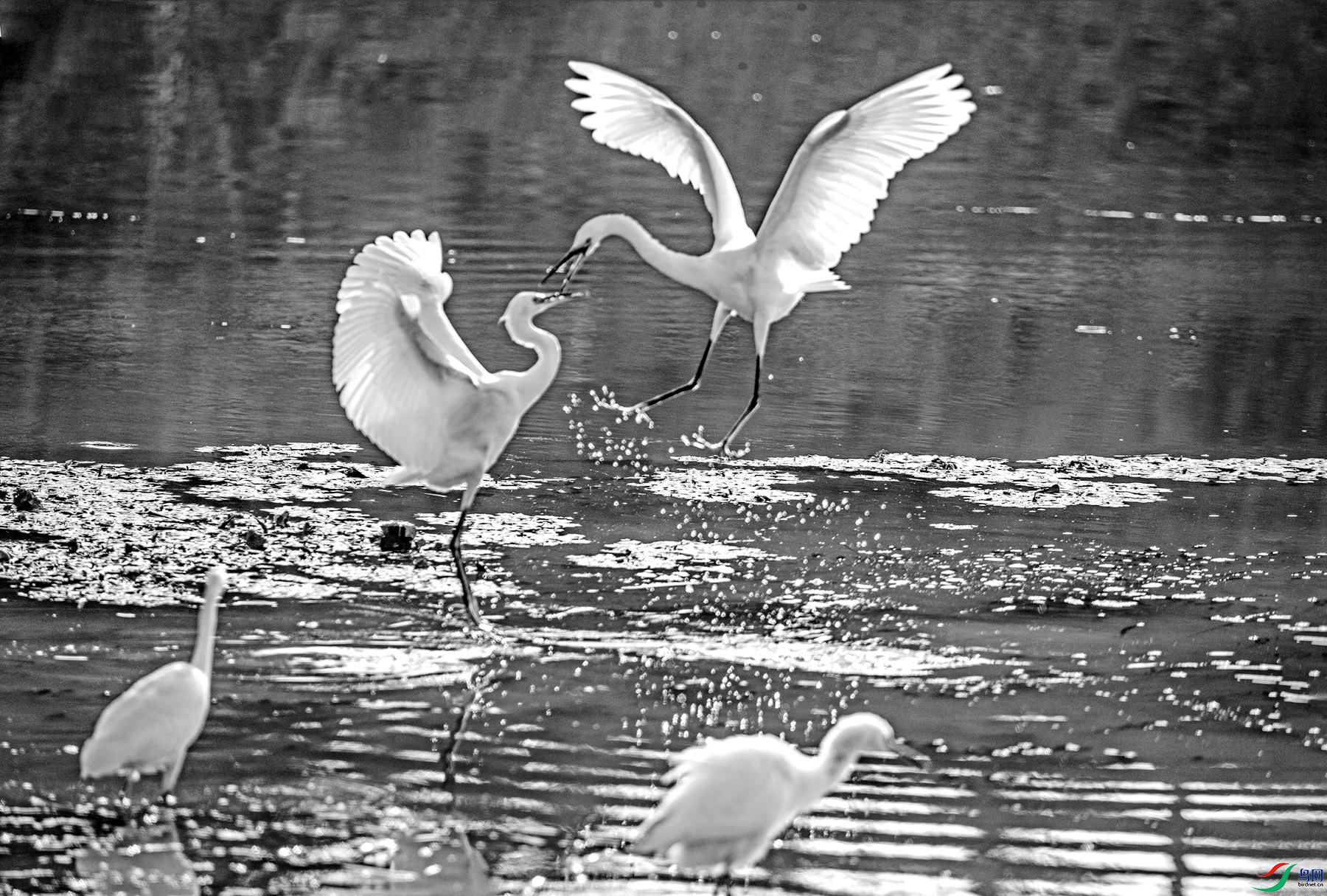 ��ƴ����Ӯ (3).jpg