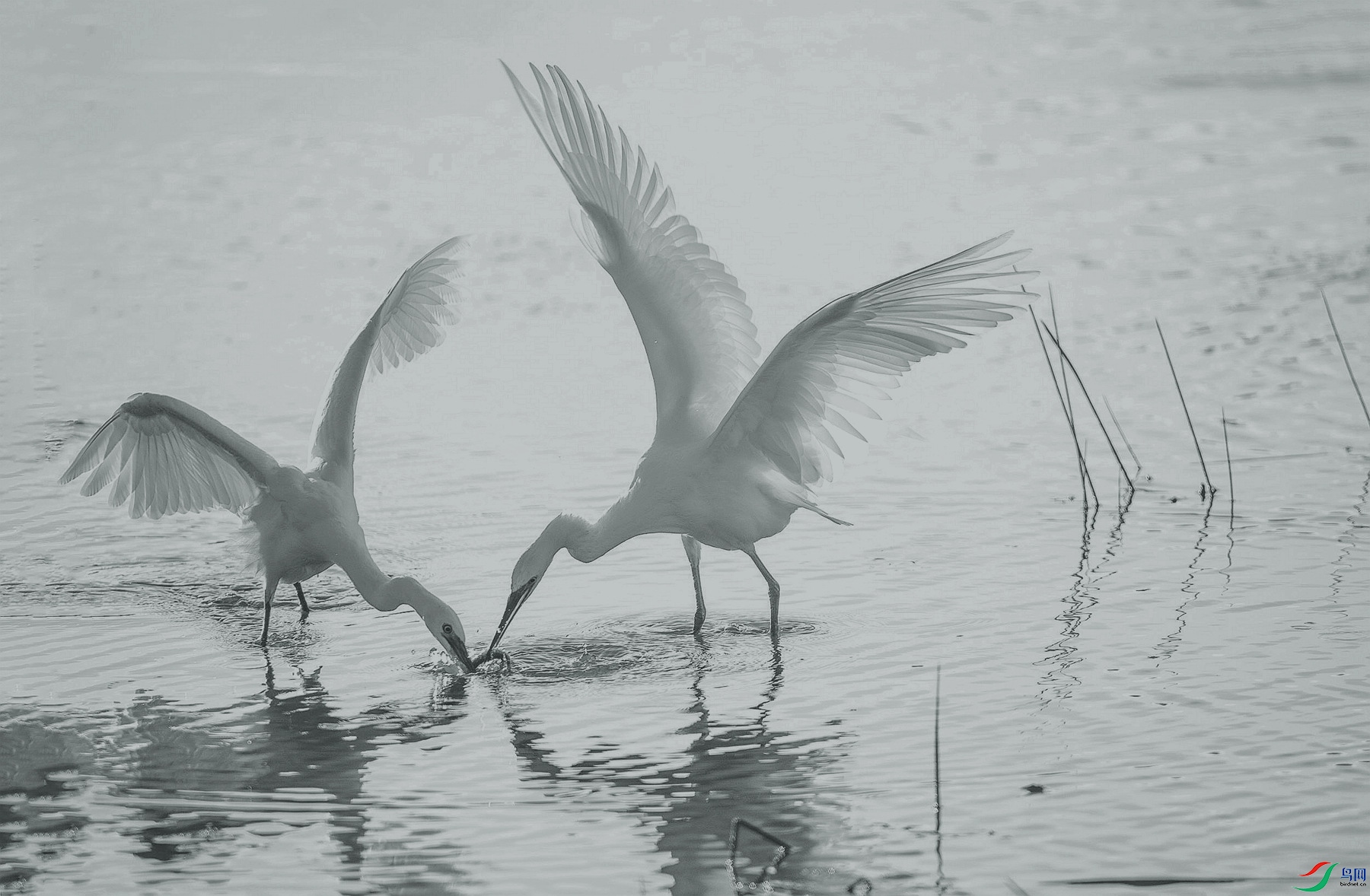 ��ƴ����Ӯ (5).jpg