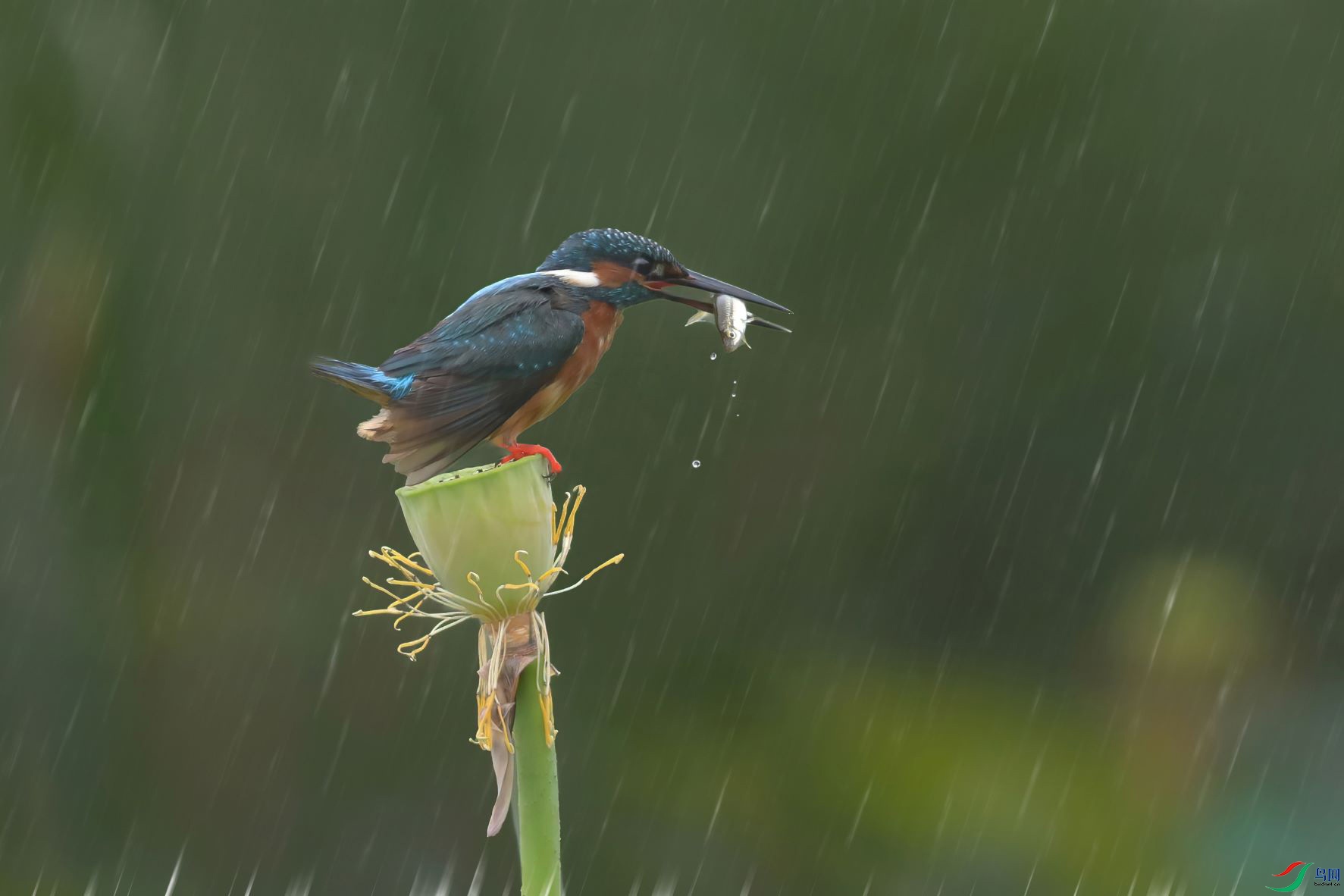 A95I8884 ����.jpg