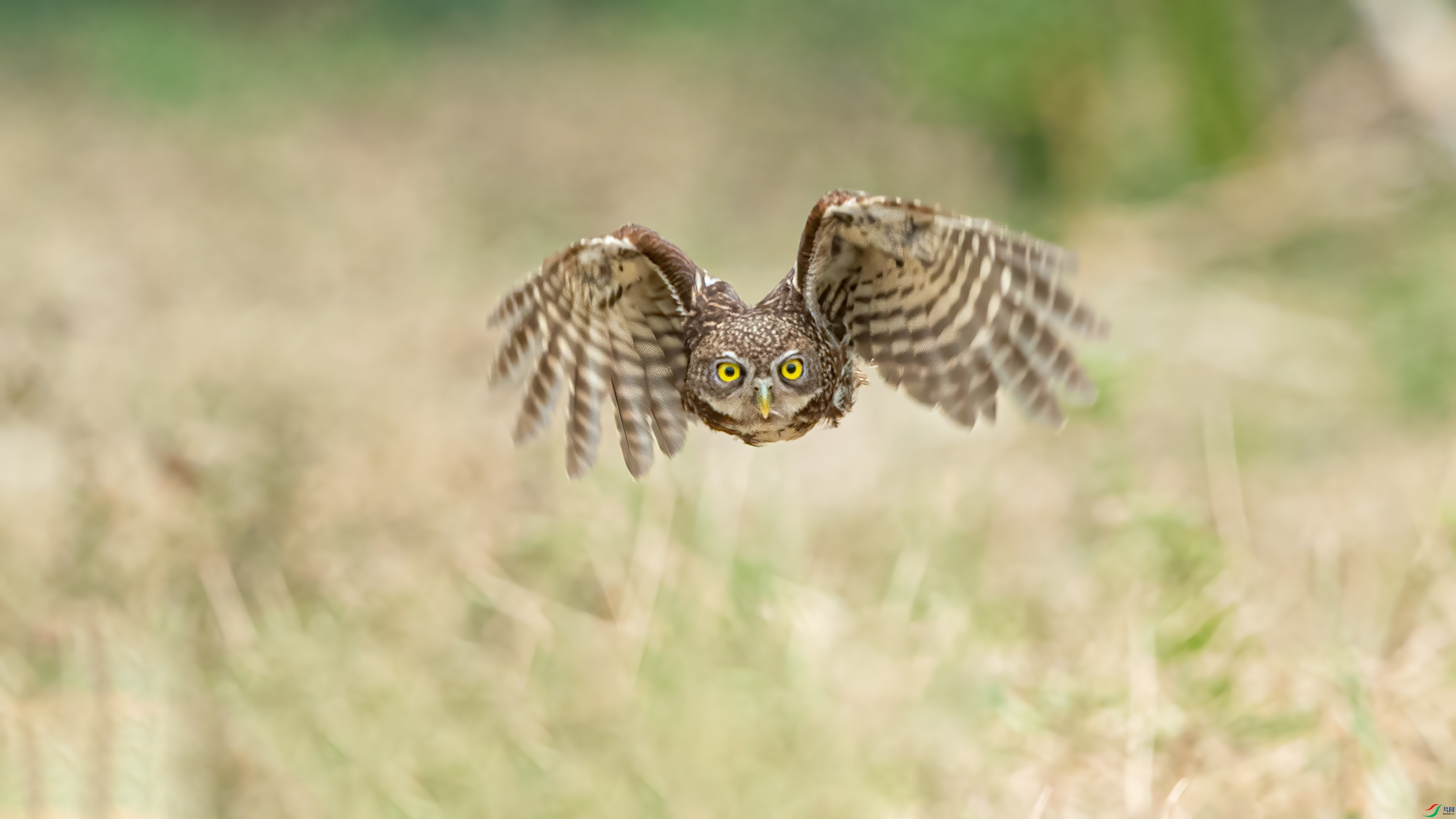 DSC_6130-1.jpg
