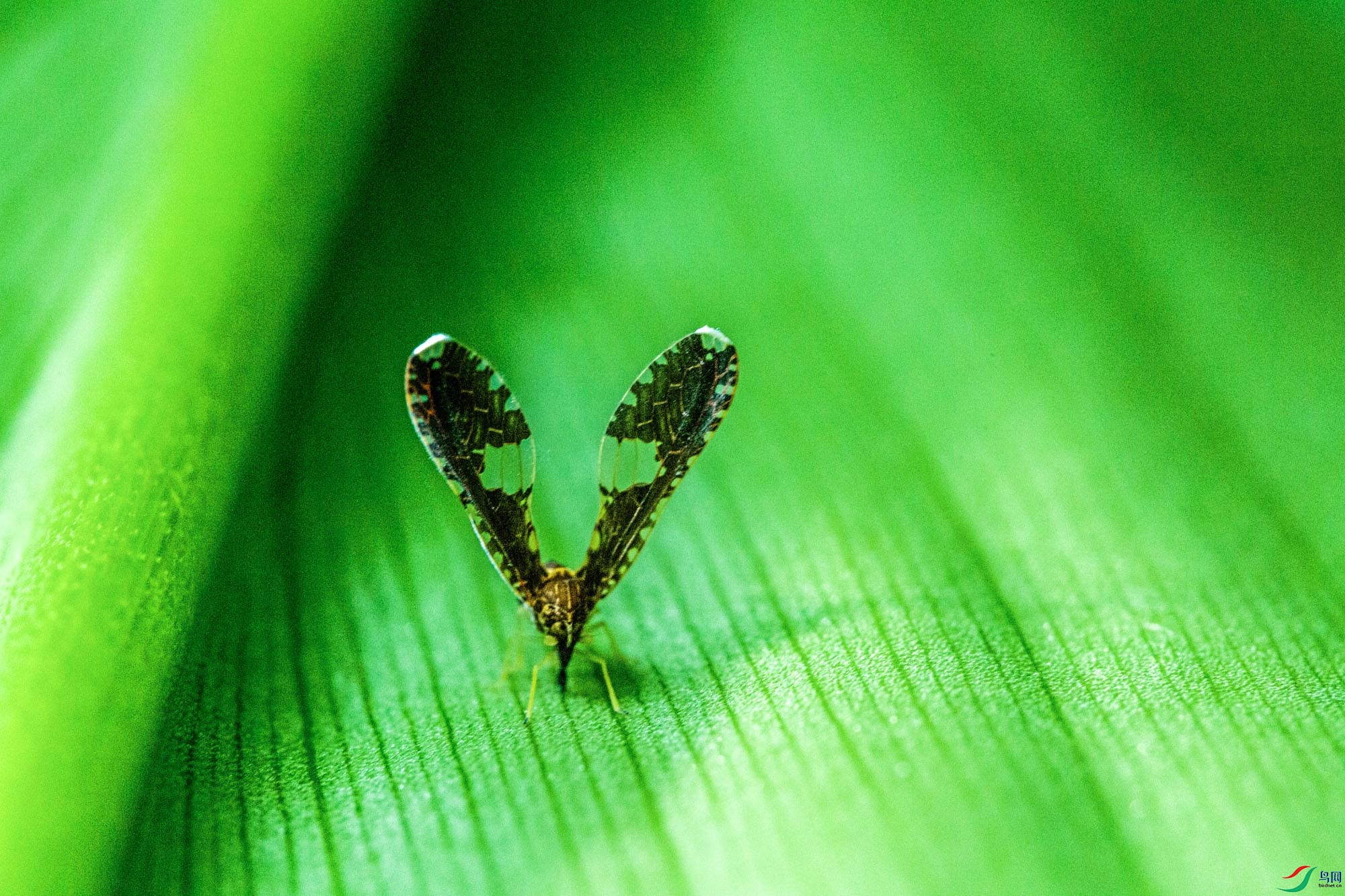  ��ʳ��ɫ����֭��