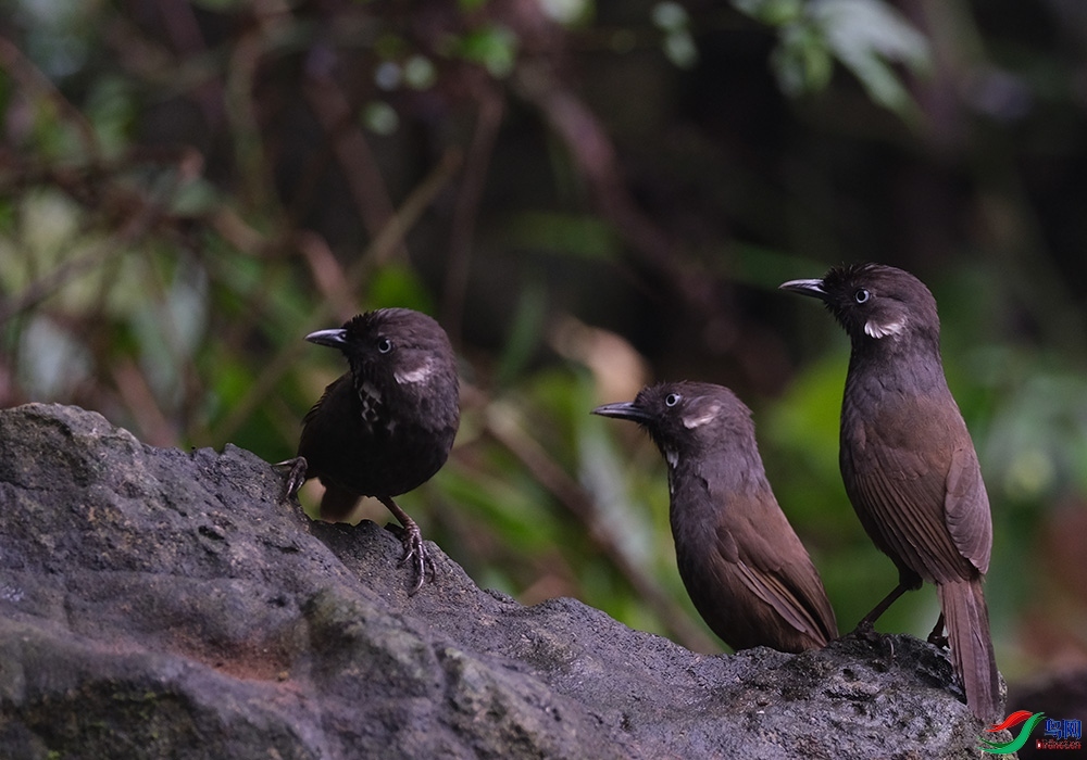 JZHYYH  ��ʦ�����ڹ���׳��������������.jpg