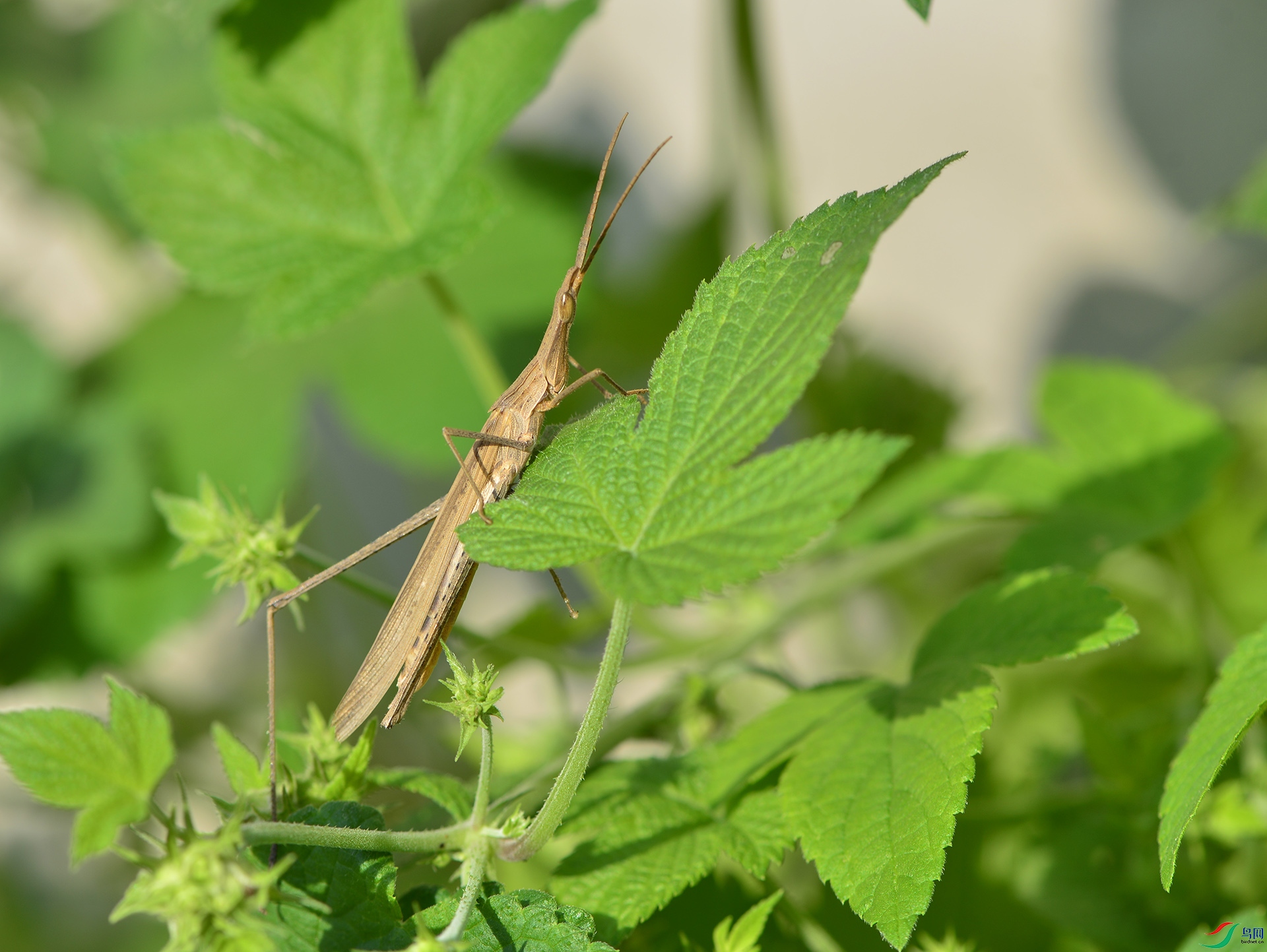 ������Ӱ 1788����.jpg