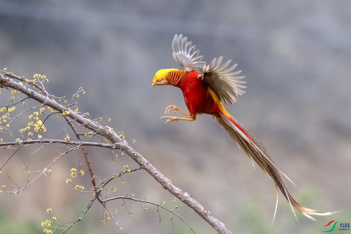 飞降的红腹锦鸡