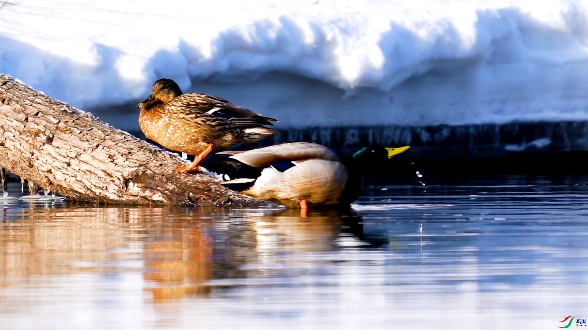 ��ͷѼ��׮ (2).00_01_19_18.Still001.JPG