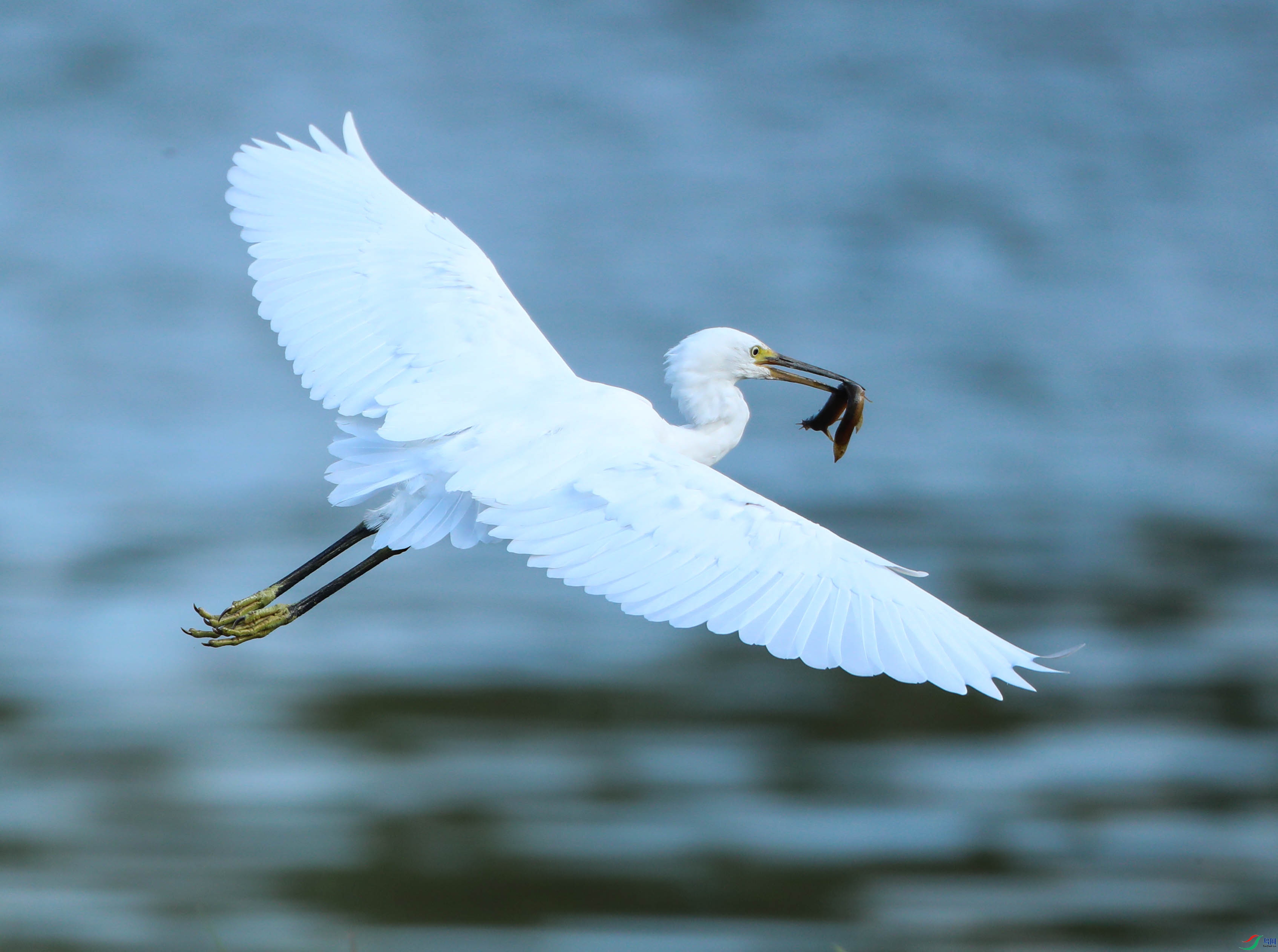 白鹭捕鱼