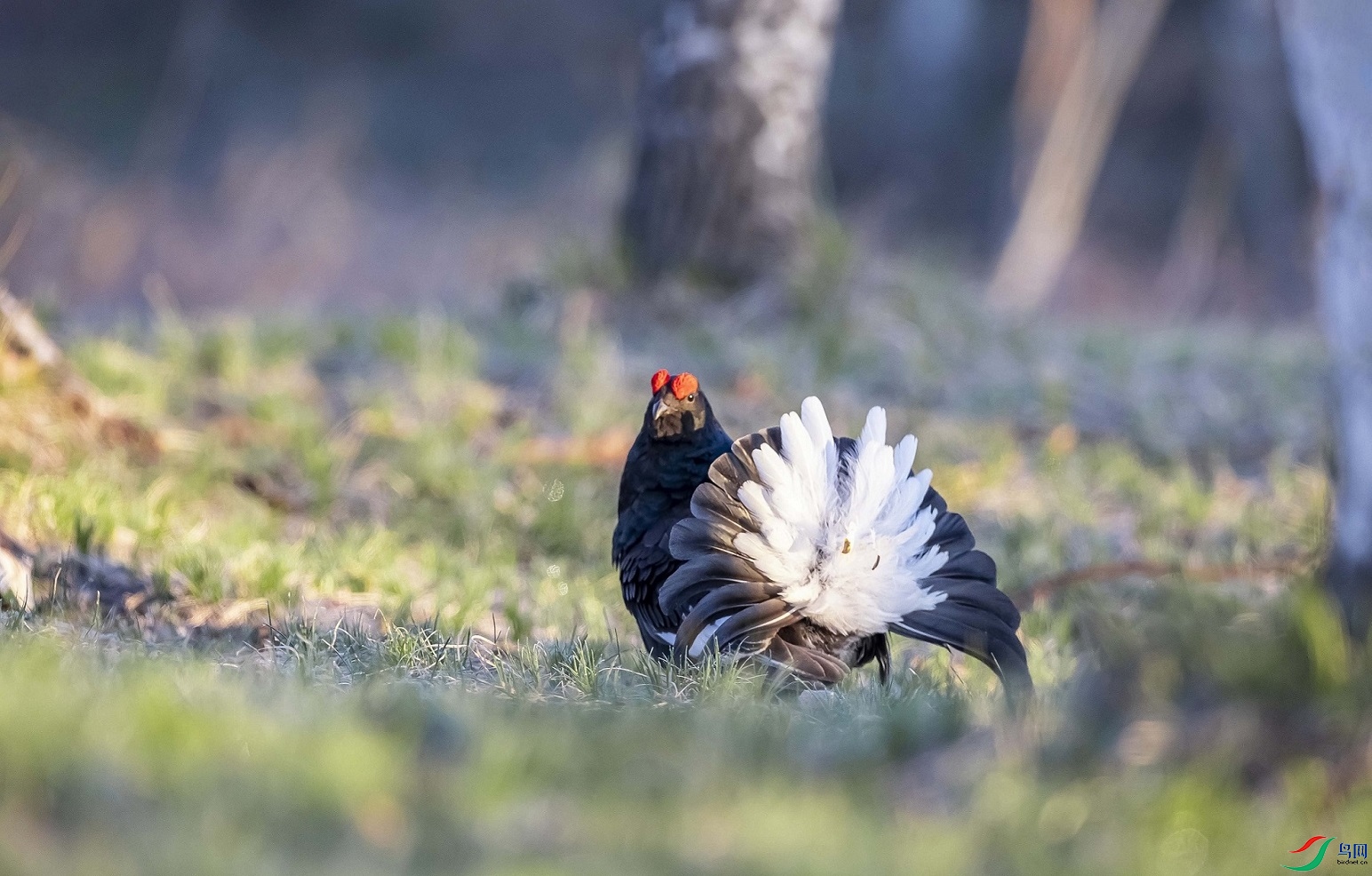 һ�������