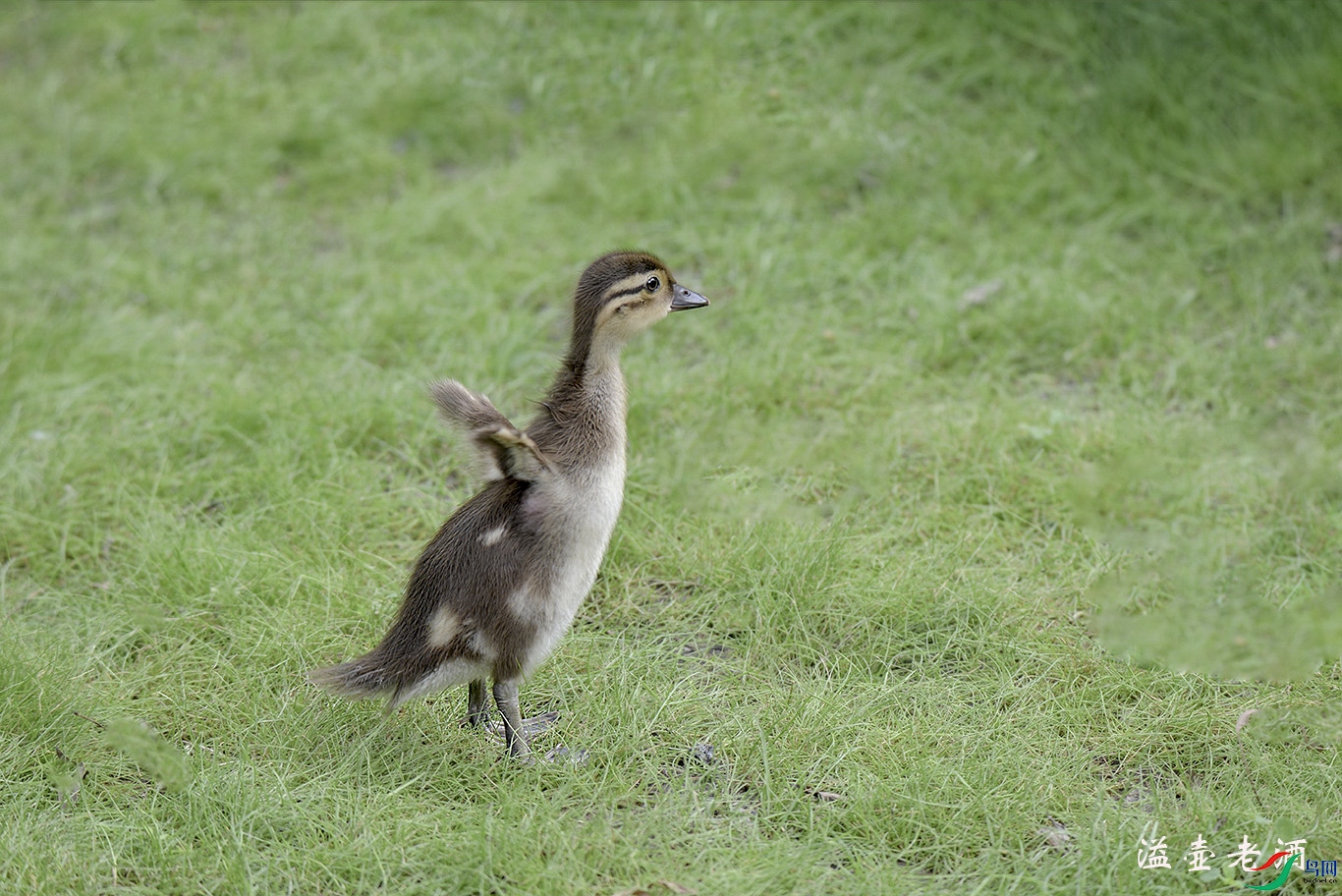 DSC_6163.jpg