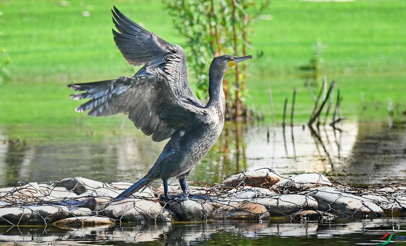DSC_7796.JPG