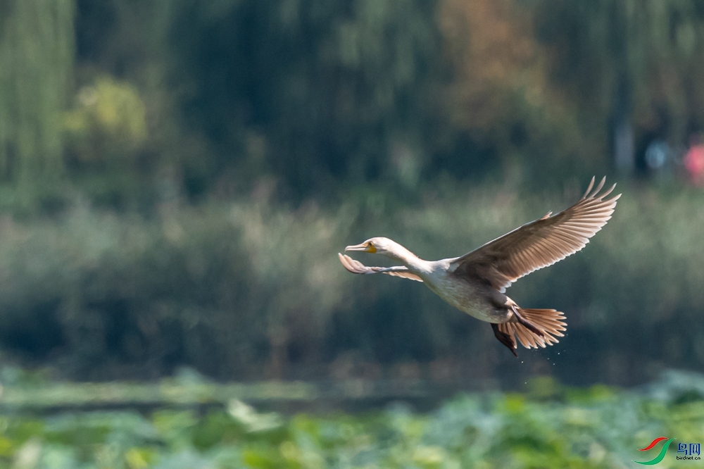 文档名称(首字母大写)白化鸬鹚2501.jpg