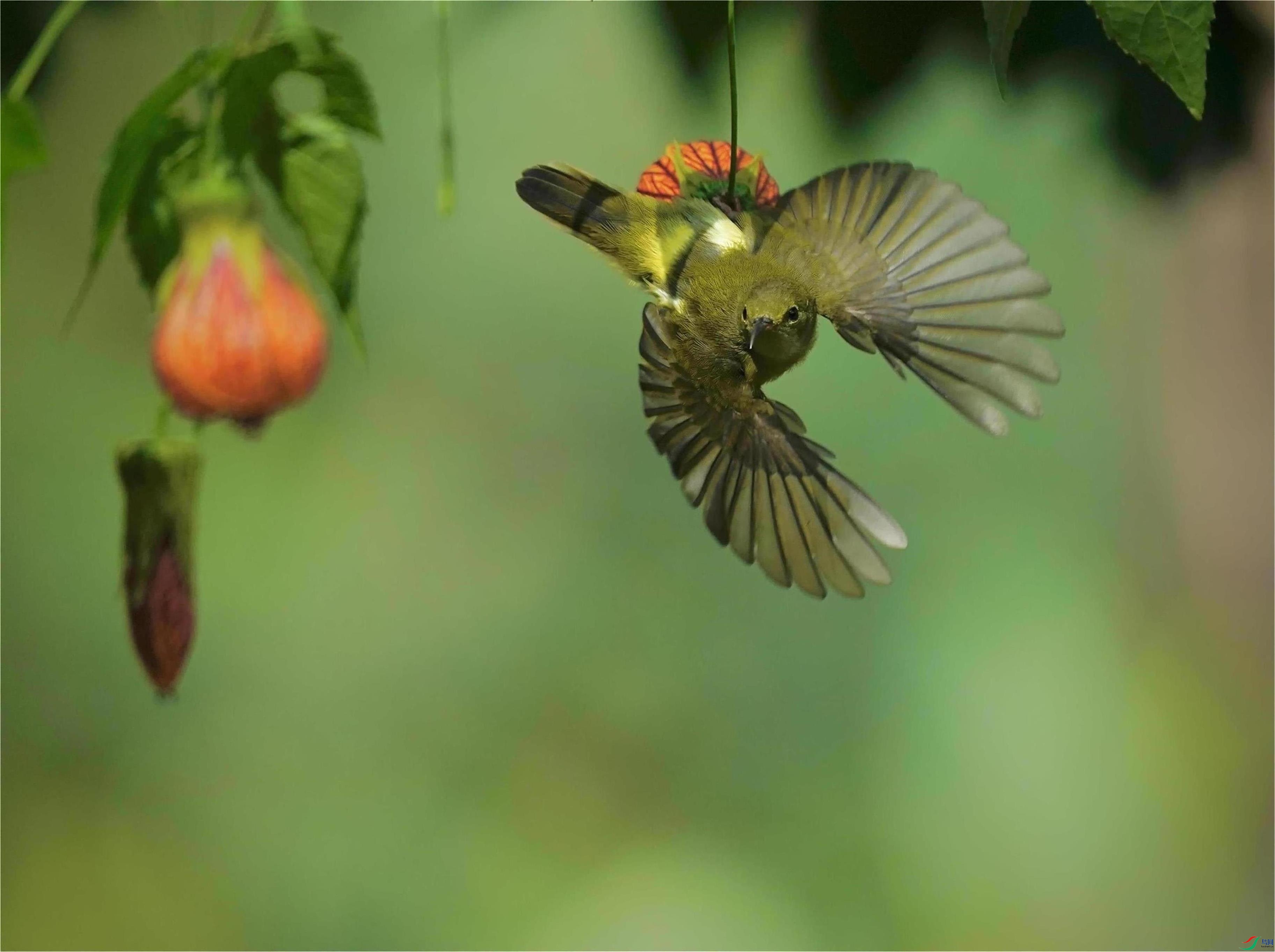 ����չ��