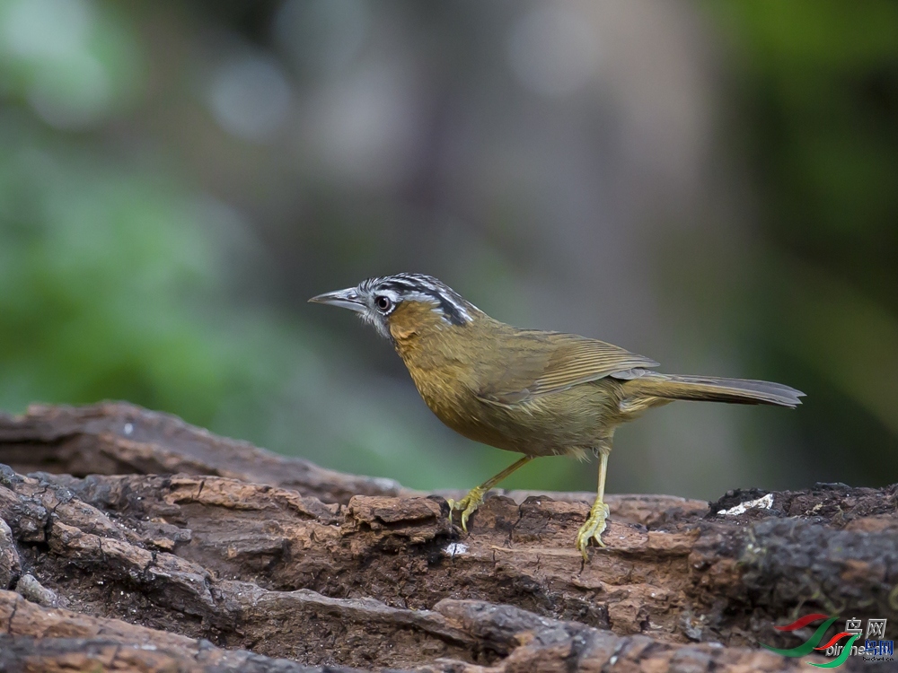 ��������  ��ʦ����������ʡ��ɽ��.jpg