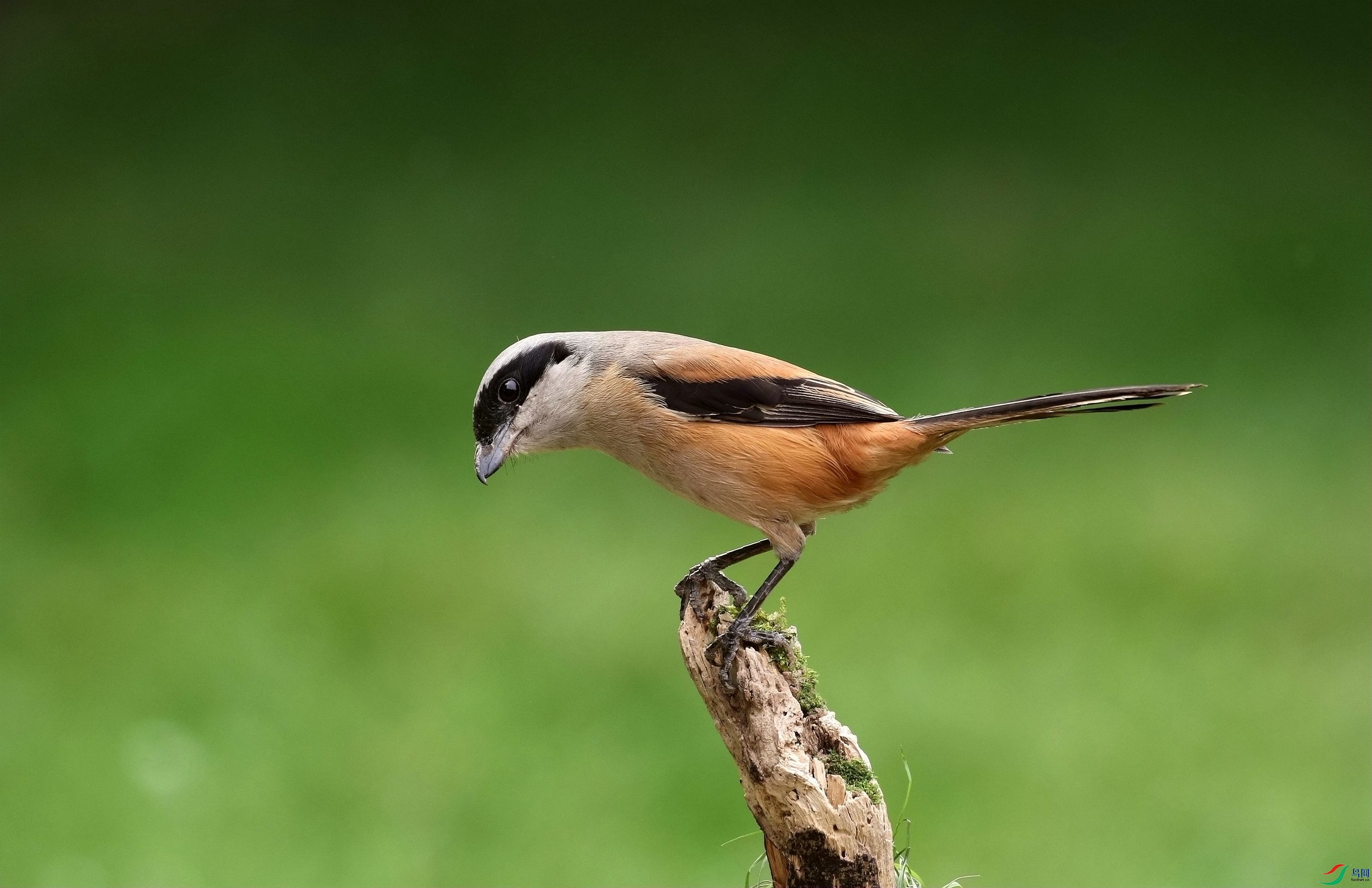 生机勃勃的伯劳