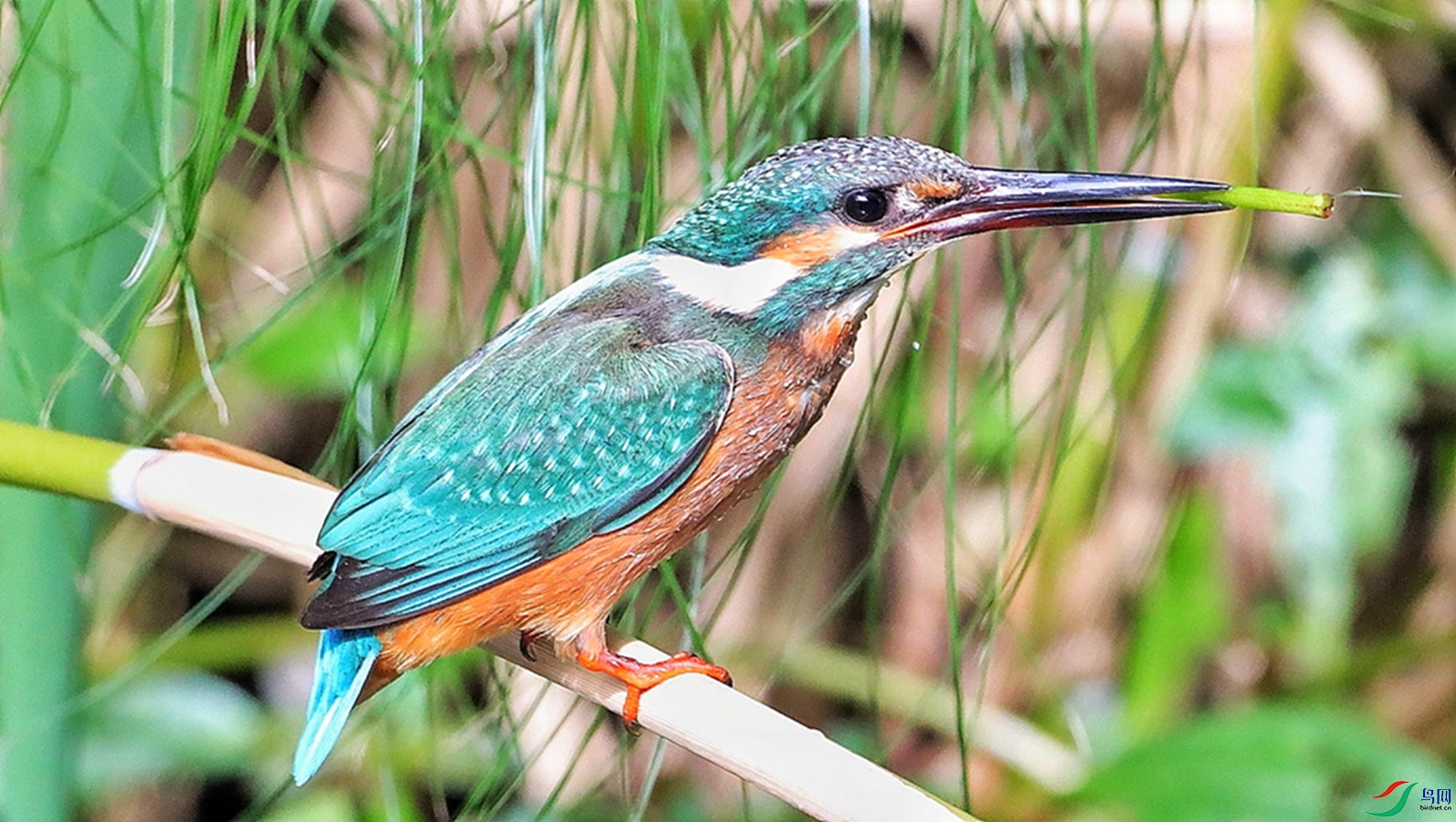 ��ͨ����