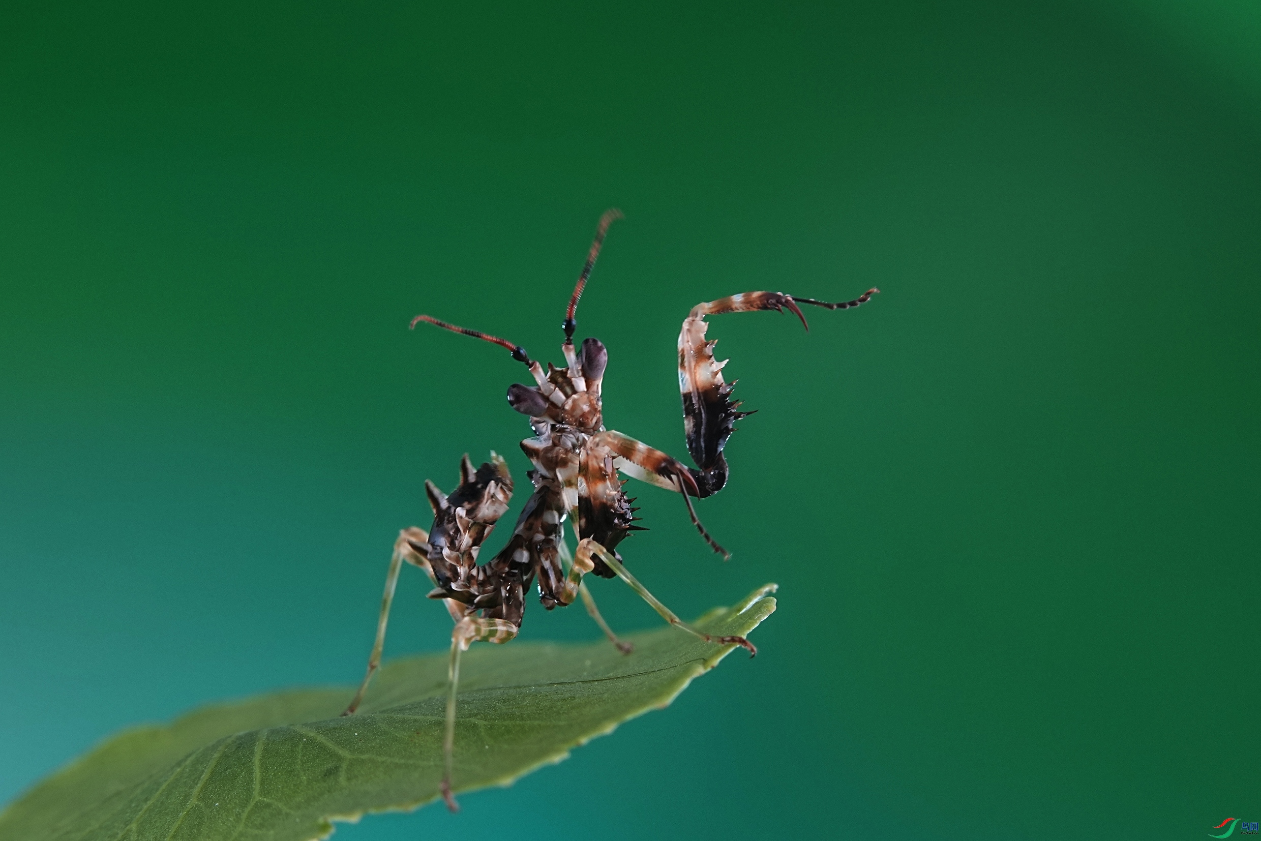 刺花螳螂【贺获首页精华】