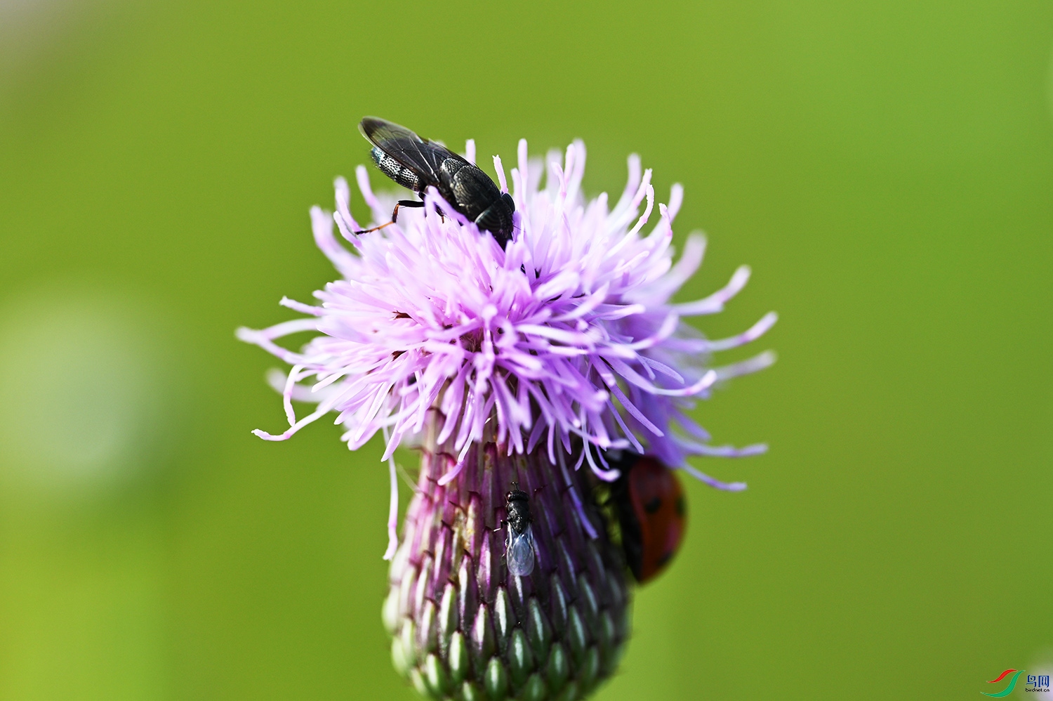 DSC_1419.jpg