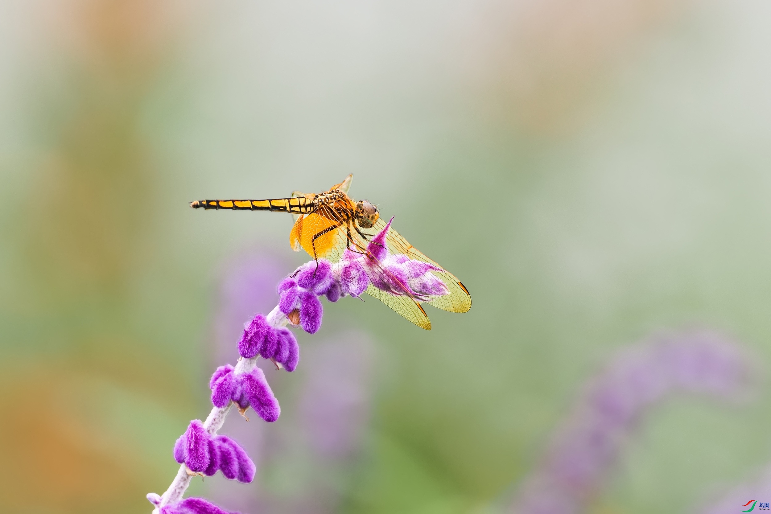 P9071723-1.jpg