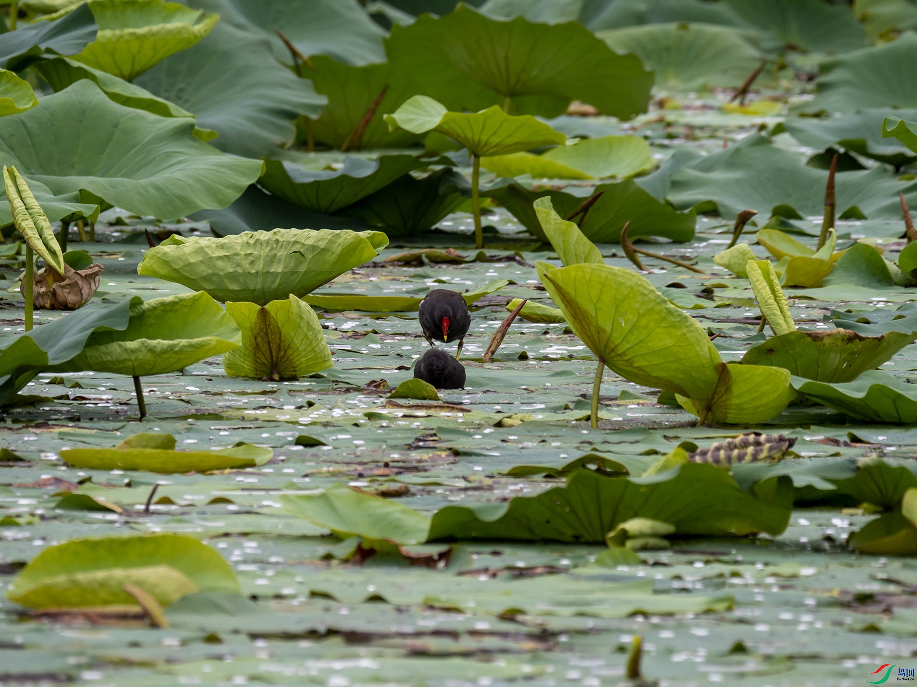 ��ˮ���ȵ���1