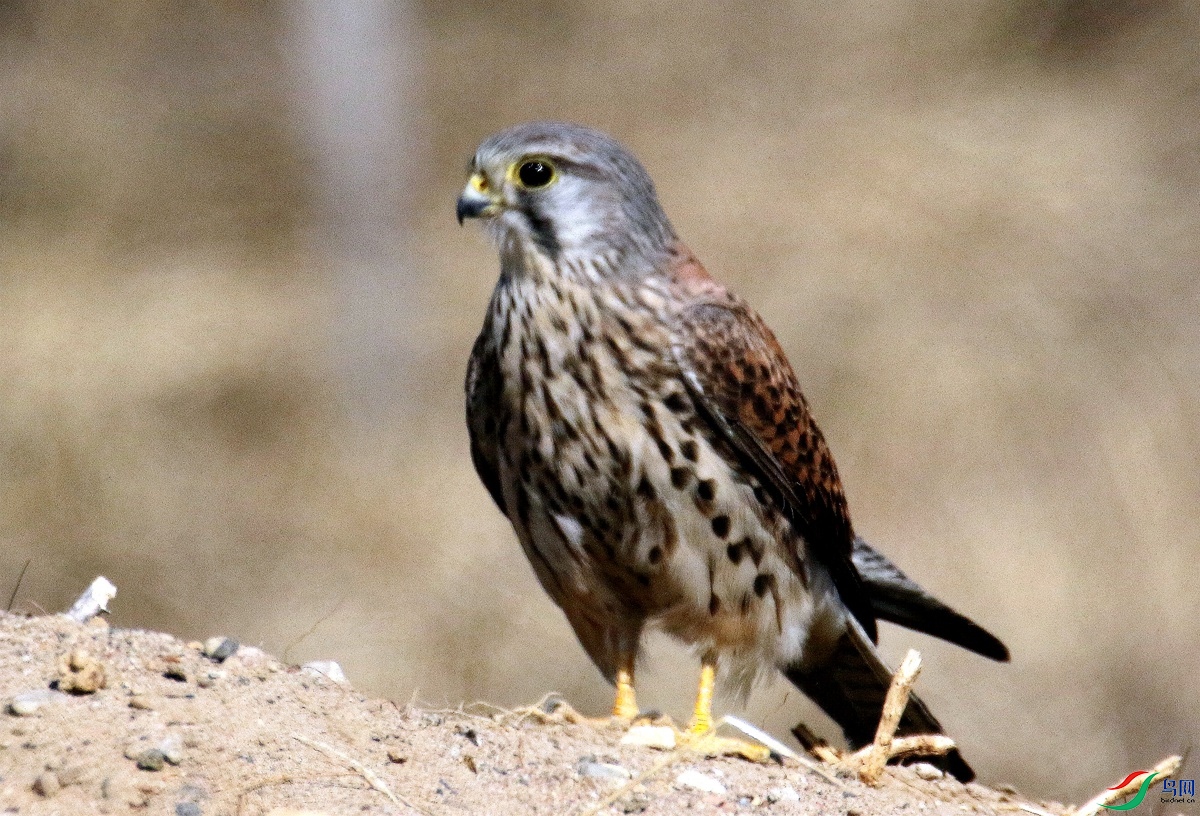 A1982����.JPG