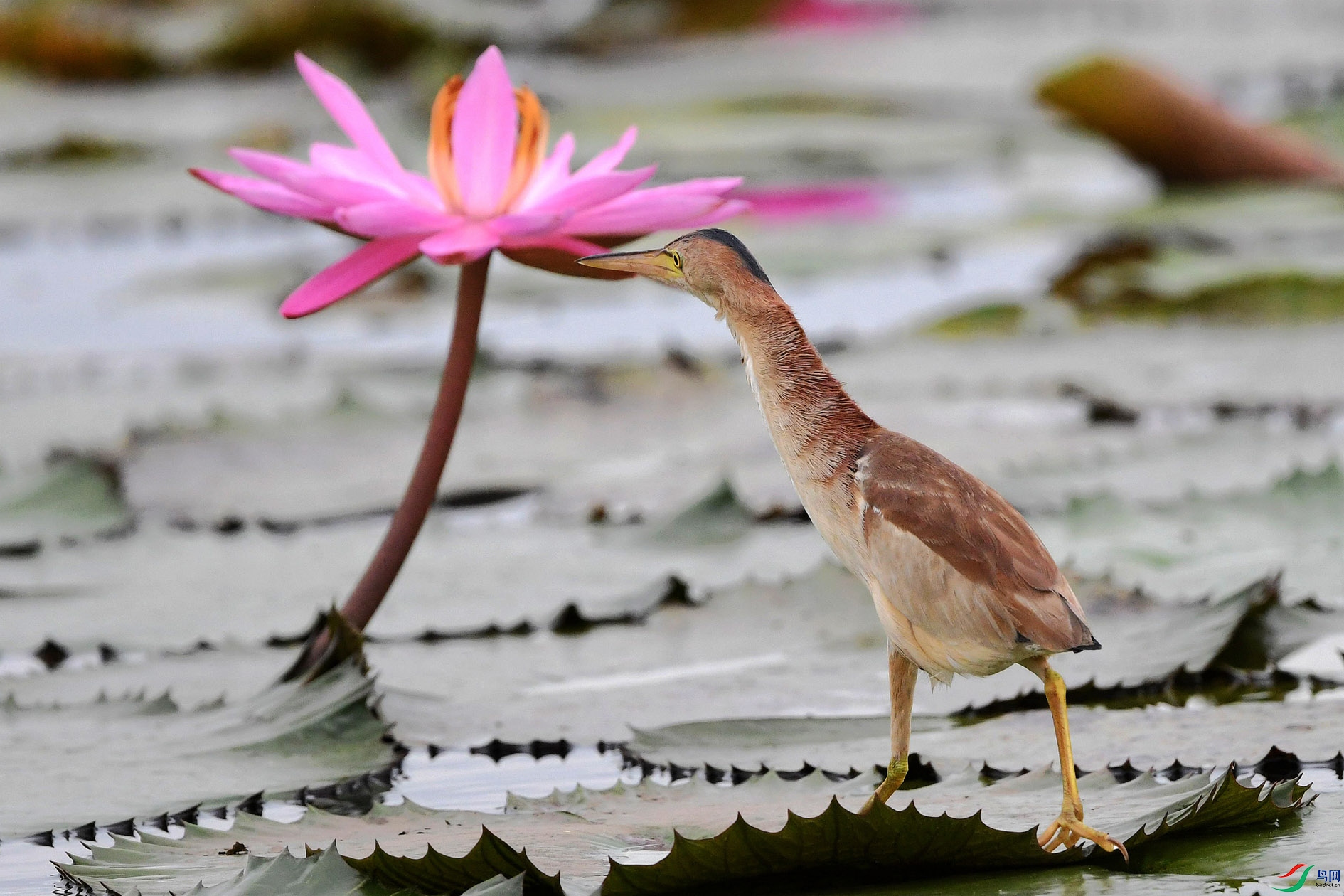 DSC_3547_���� - ����.jpg