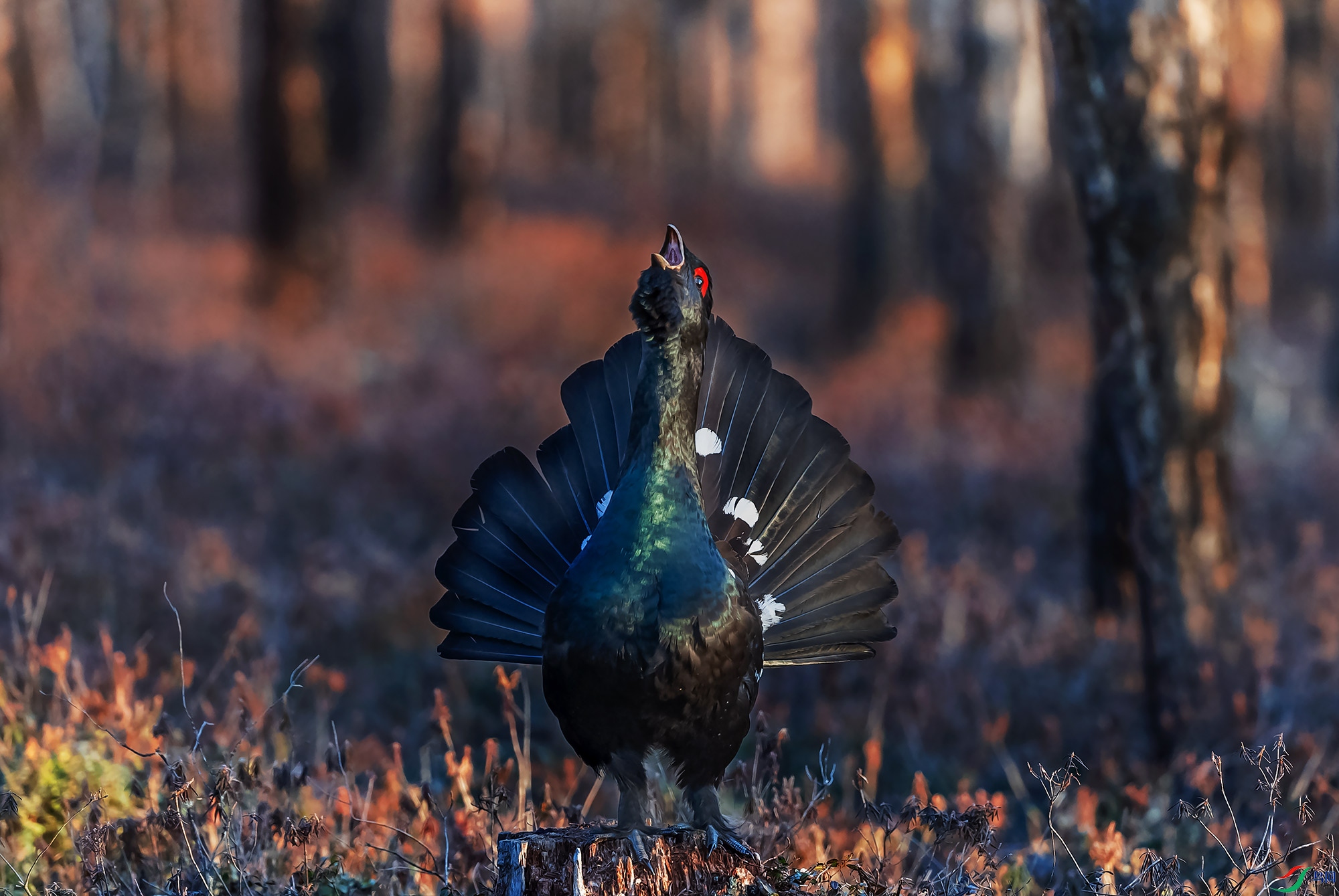 �����ɼ�