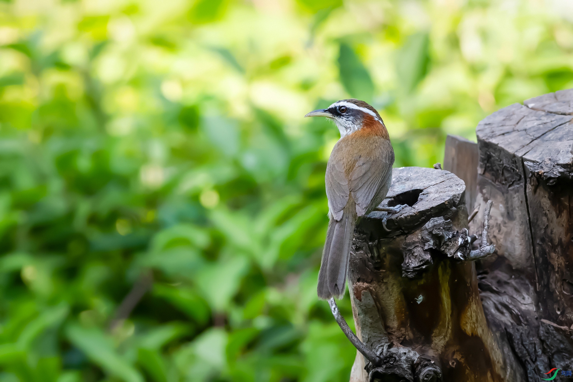_DSC8481.jpg
