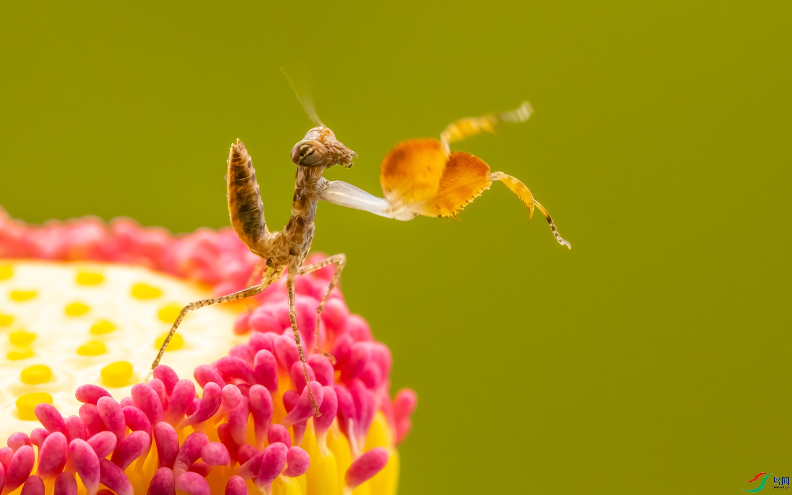 拳击螳螂【贺获首页精华】