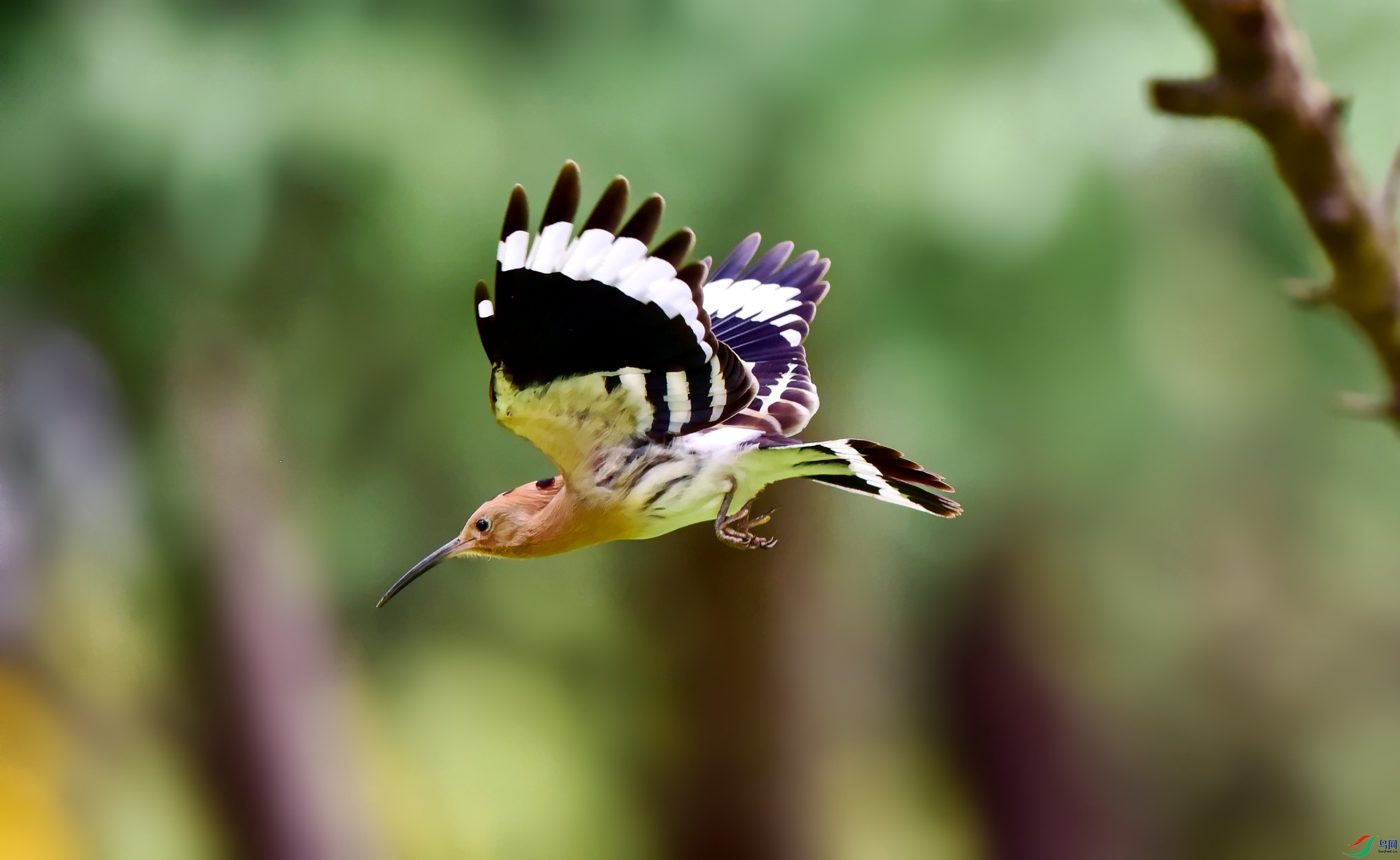 DSC_9400_conew2.jpg